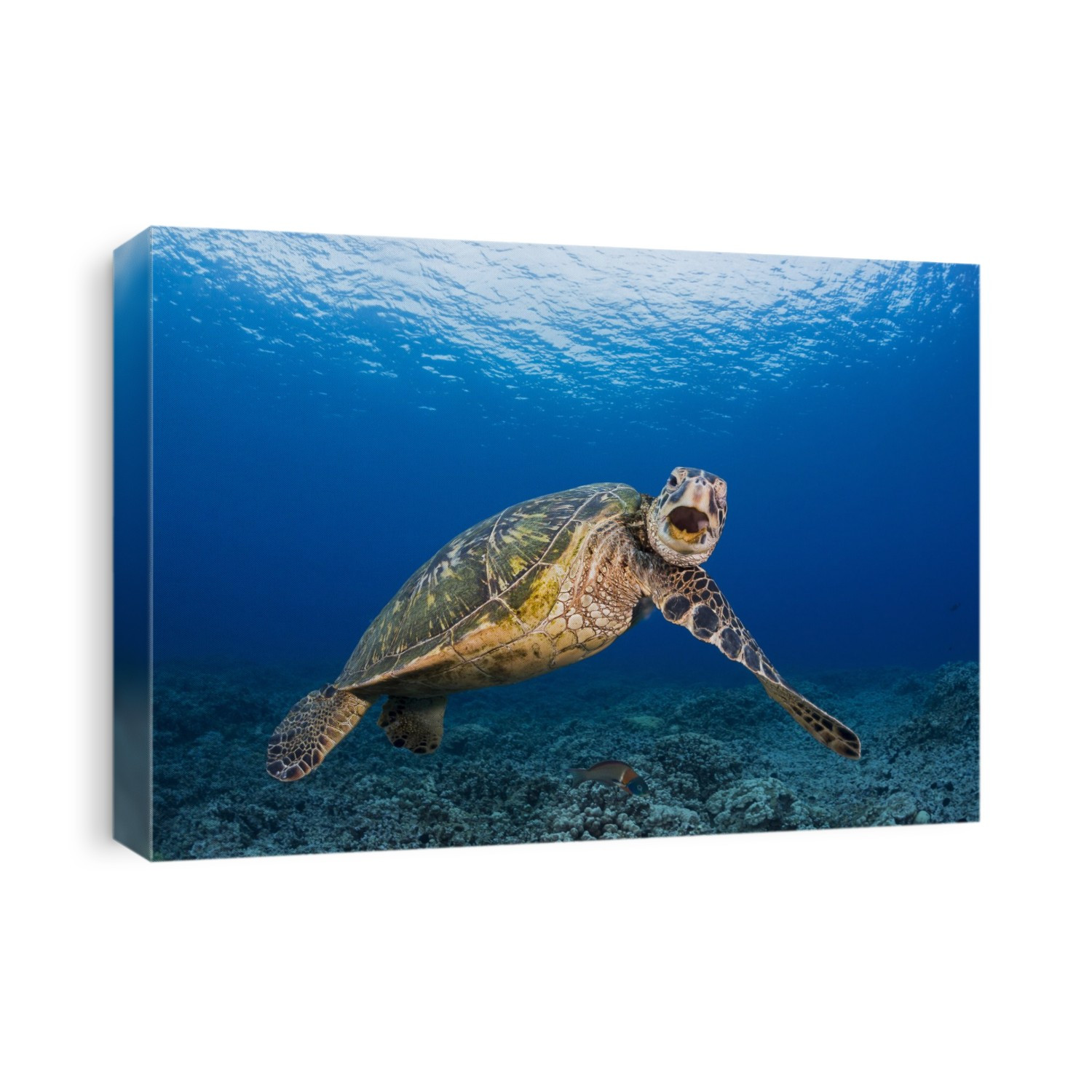 This Green Sea Turtle (Chelonia Mydas), An Endangered Species, Is Rubbing It's Chin On It's Shoulder; Maui, Hawaii, United States Of America