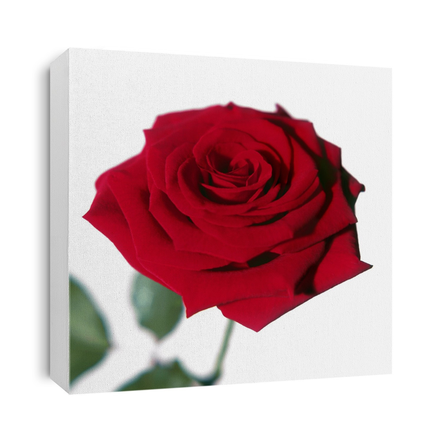 Red rose flower (Rosa sp.).