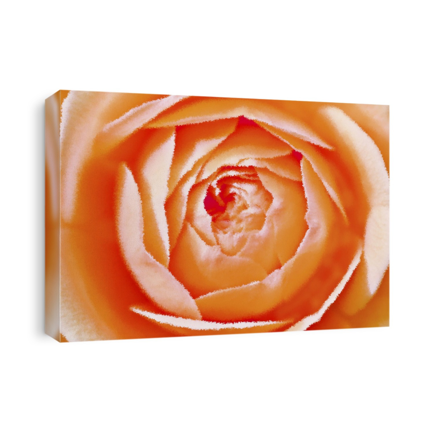 Orange Rose