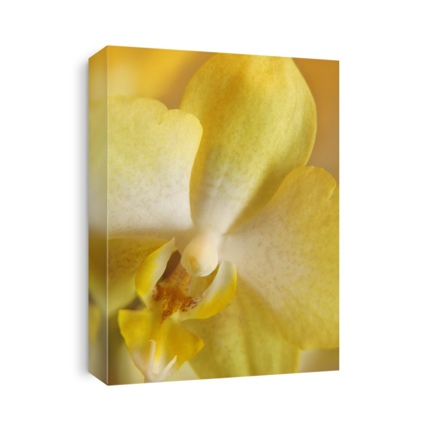 Yellow doritaenopsis flower (Doritis x phalaenopsis 'Malibu Wonder Zombita' x phalaenopsis 'Venosa Rancho Bothallco). Doritaenopsis (Dtps.) flowers belong to the orchid family and largely grow and appear like Phalaenopsis orchids (Phalaenopsis sp.). Photographed in a conservatory in Maryland, USA.