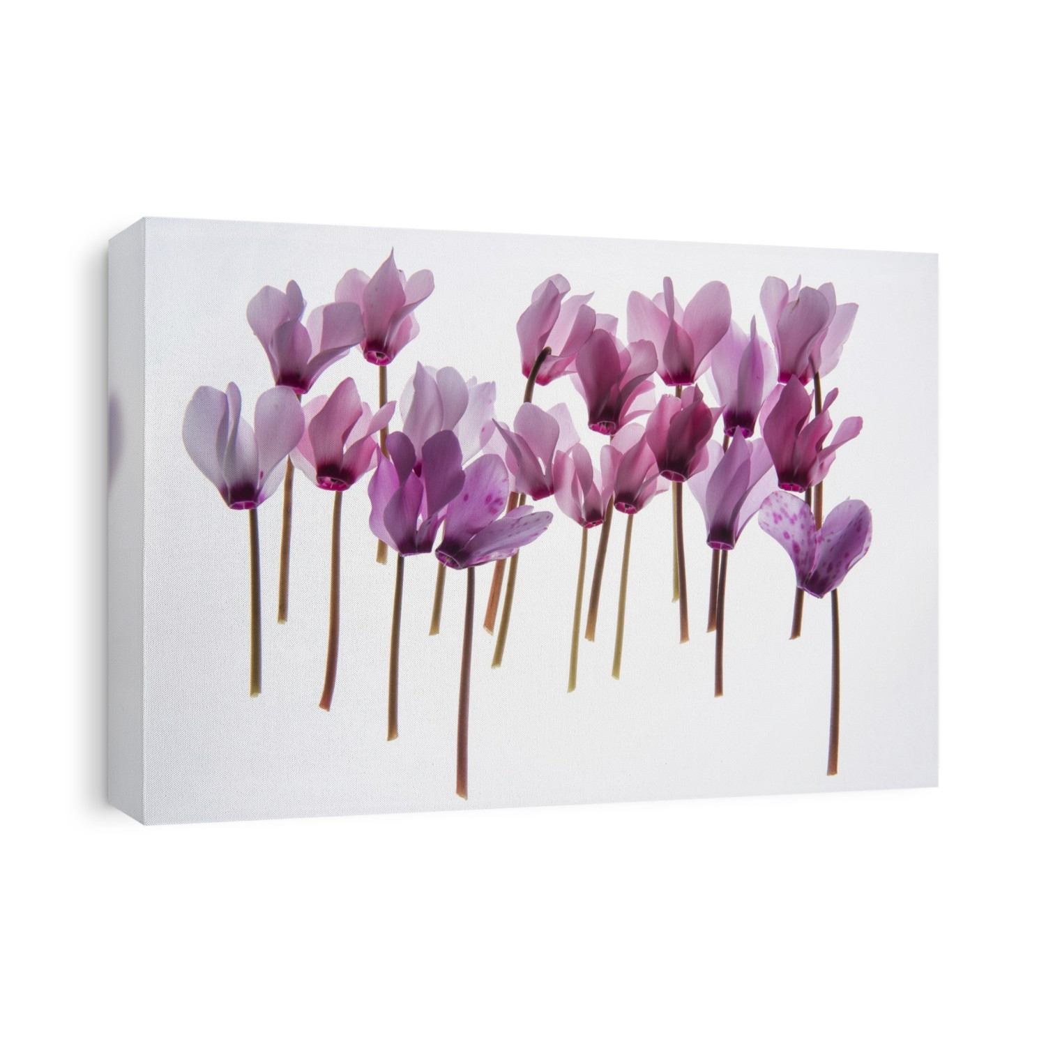 backlit violet petals (Cyclamen) on a lightbox