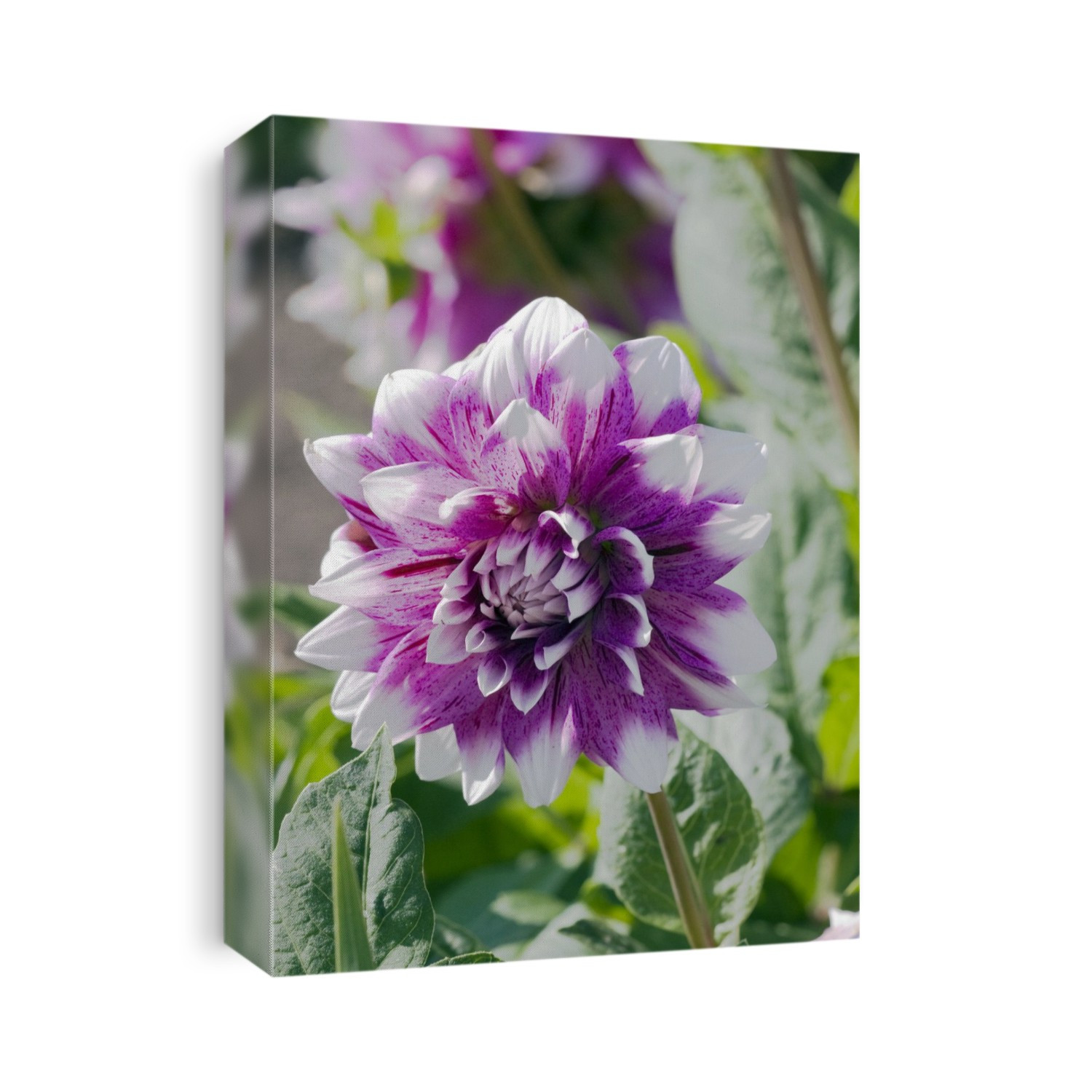 Dinner plate dahlia (Dahlia 'Bristol Stripe').