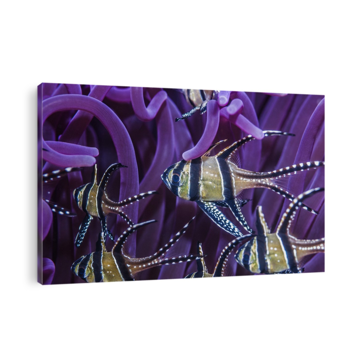 Banggai cardinalfish (Pterapogon kauderni) on a reef. Banggai cardinalfish amongst the purple tentacles of an anemone (order Actinaria) on a reef. Until recently this tropical marine fish was found only around the Banggai Islands, but is now abundant in the Lembeh Strait. Photographed in the Lembeh Strait, North Sulawesi, Indonesia.