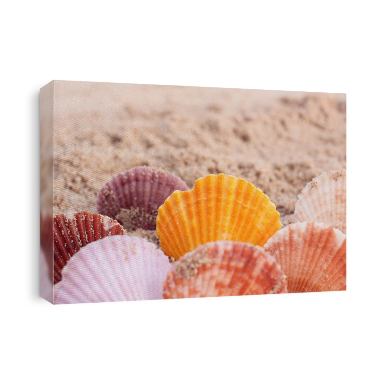Shells on beach