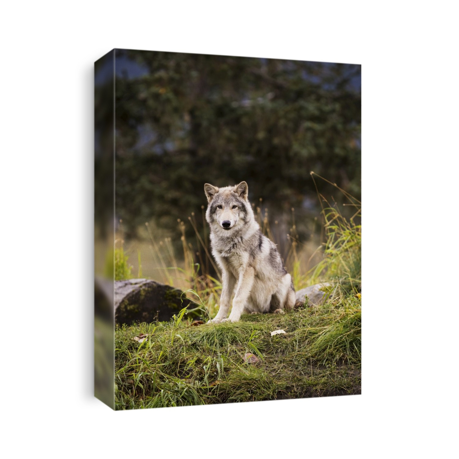 Grey Wolf (Canis Lupus) Pup Roams It's Enclosure, Captive At The Alaska Wildlife Conservation Center; Portage, Alaska, United States Of America