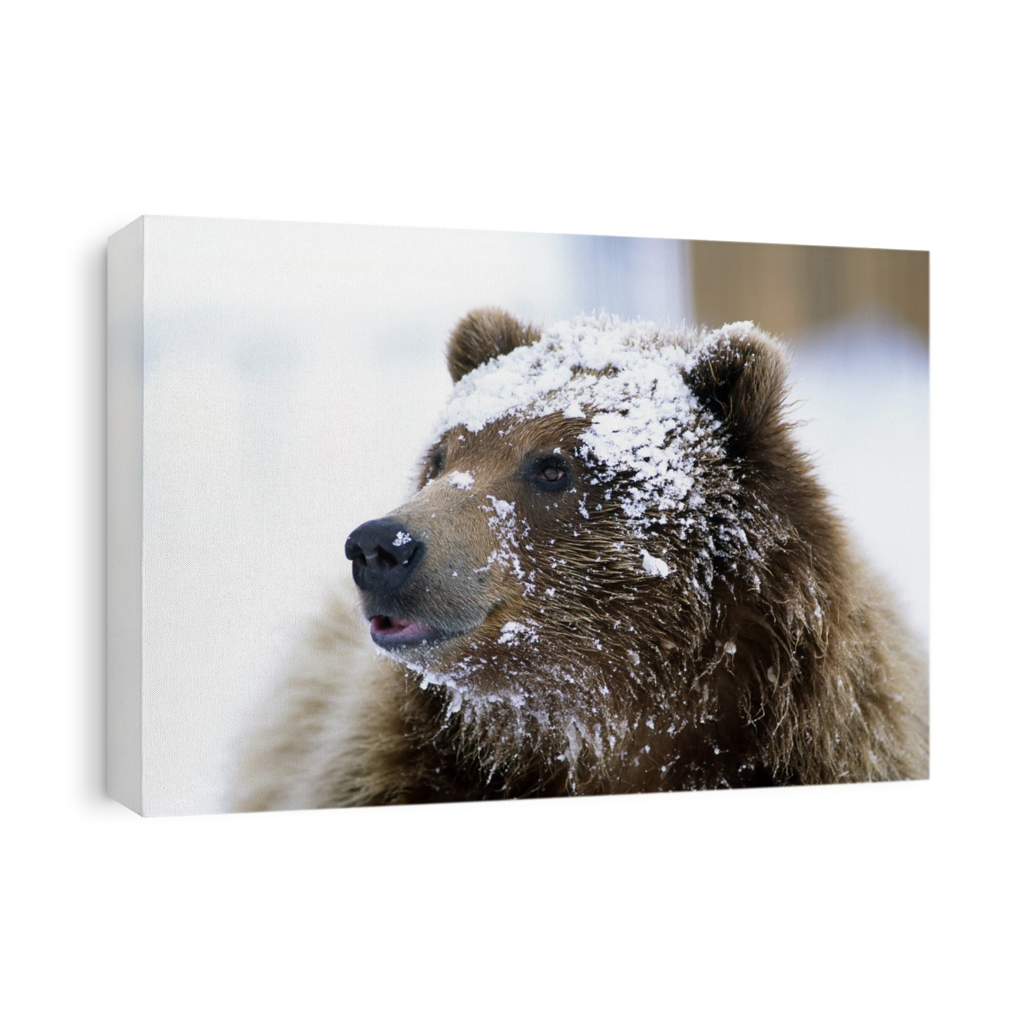 Grizzly Bear Standing With Face Covered In Snow At The Alaska Wildlife Conservation Center In Alaska During Spring