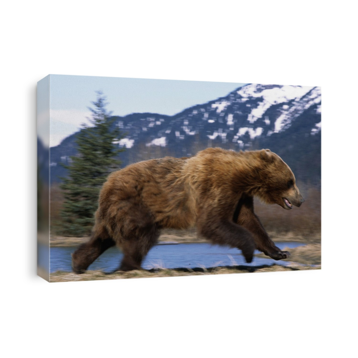 Young Grizzly Bear Running At The Alaska Wildlife Conservation Center Near Portage Southcentral Alaska Spring