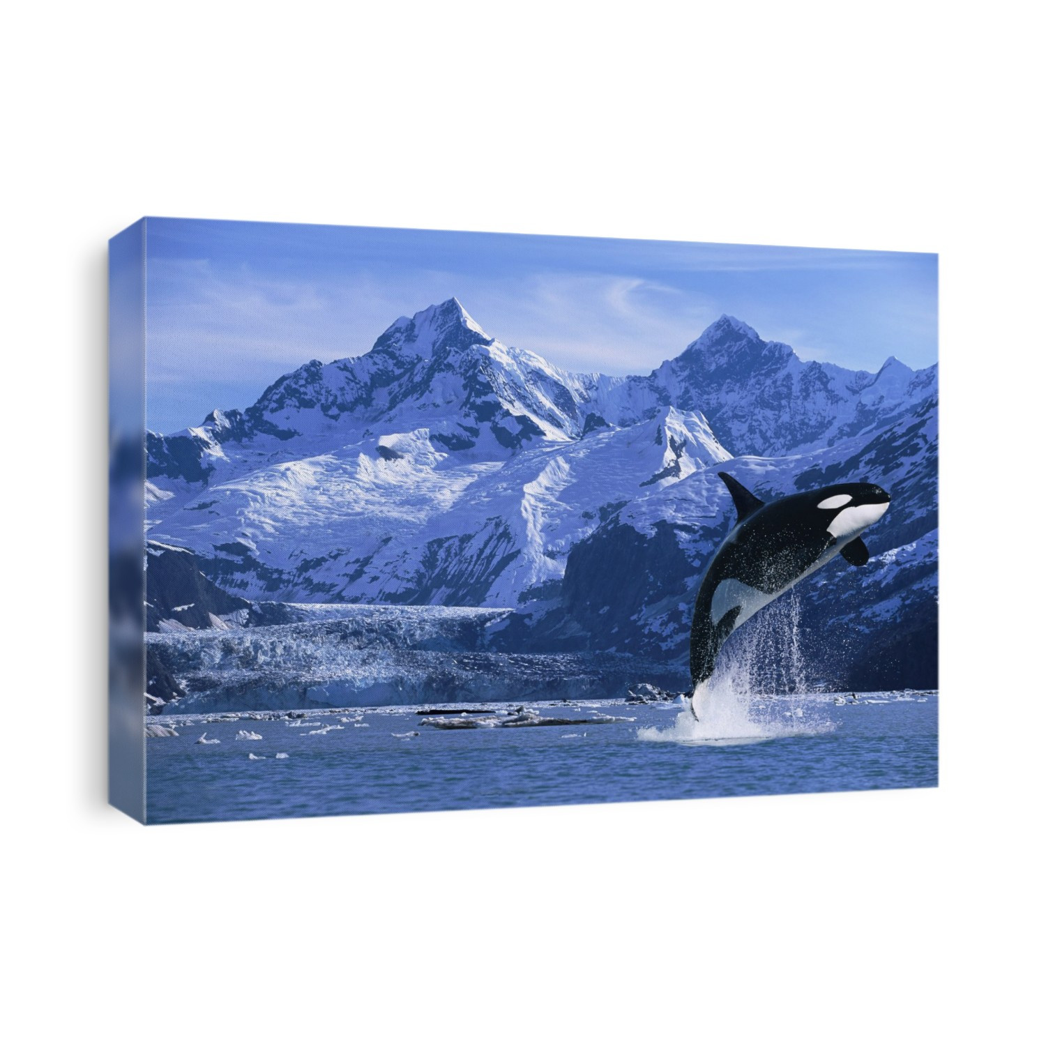 Orca Whale Breaching Glacier Bay Composite Se