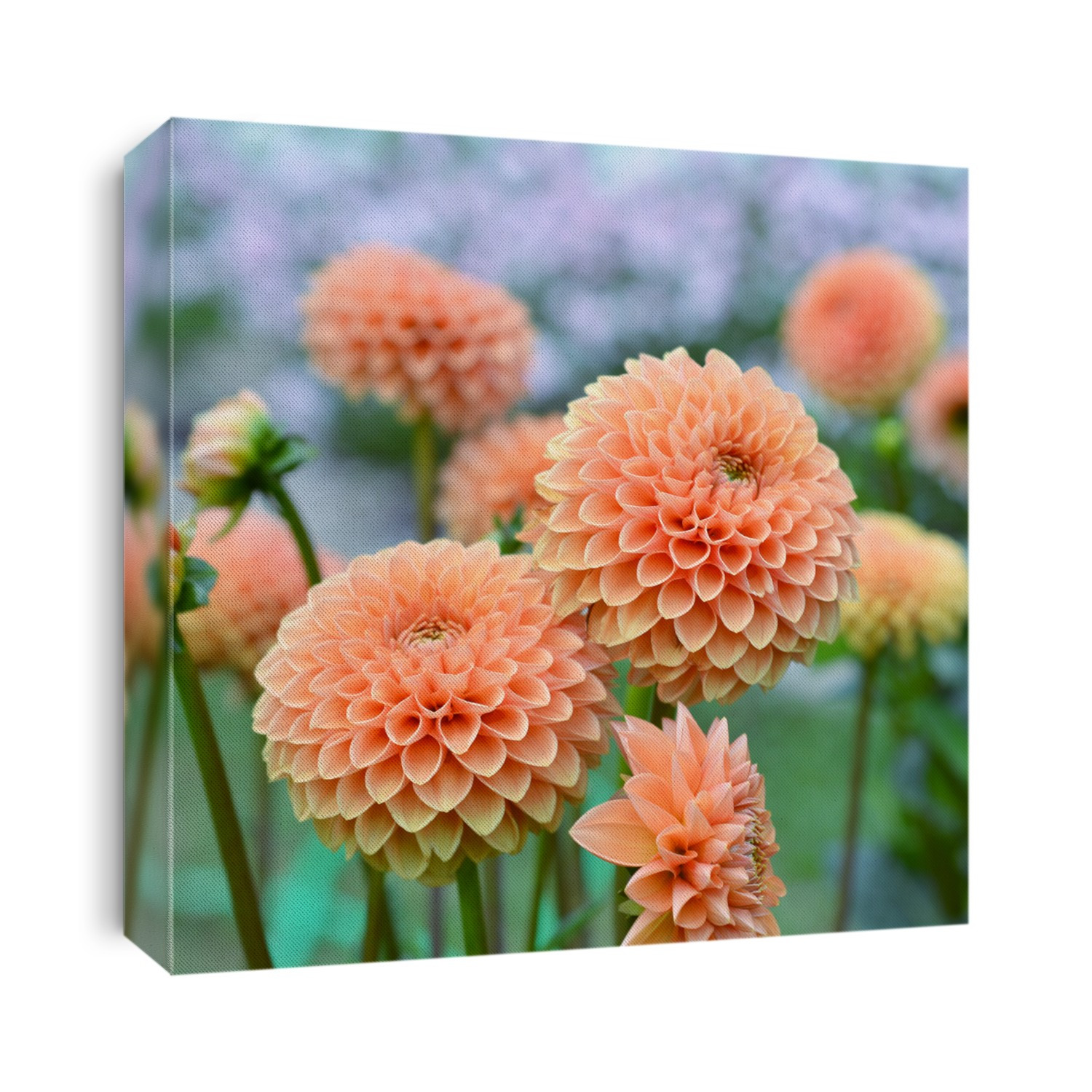 Flowers orange dahlia