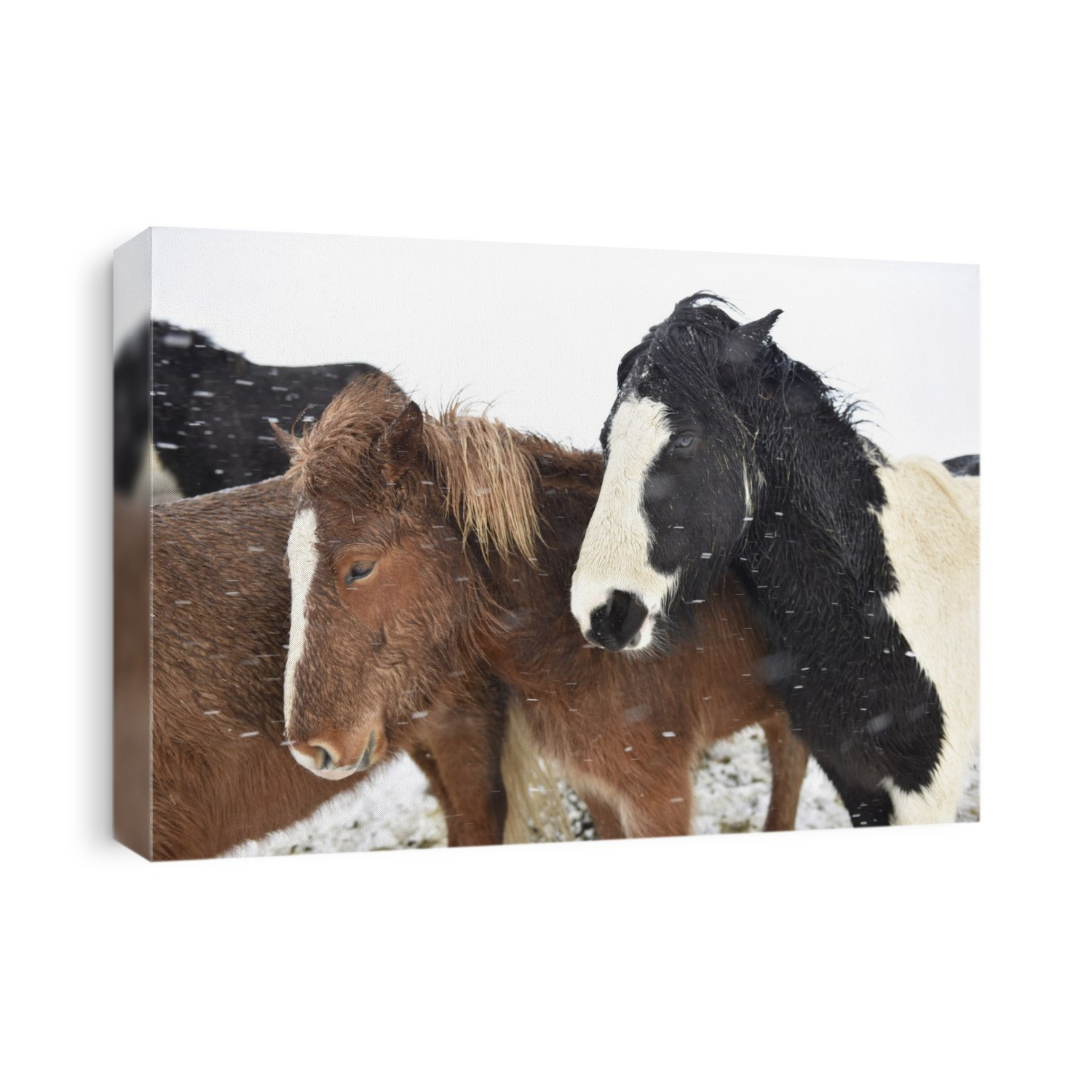 Icelandic horses. The Icelandic horse is a breed of domestic horse (Equus ferus caballus) developed in Iceland, traditionally for farmwork. They are a small horse, sometimes only the size of ponies, but are long-lived and hardy. They have a thick mane and a double coat that insulates them against the cold. Photographed in Iceland.