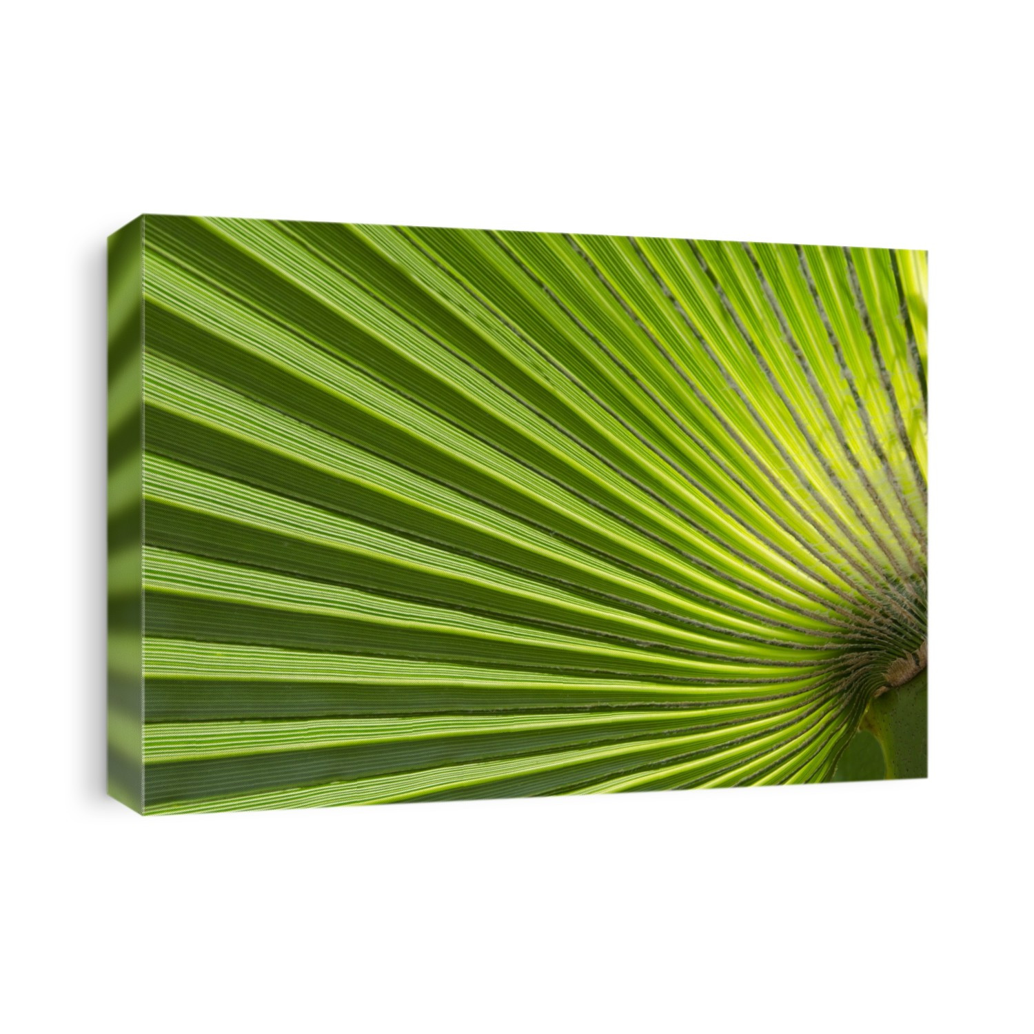 Close-up abstract of a large green palm leaf showing its bold lines and fan-like structure growing in the gardens of a hotel in Kyrenia, North Cyprus.