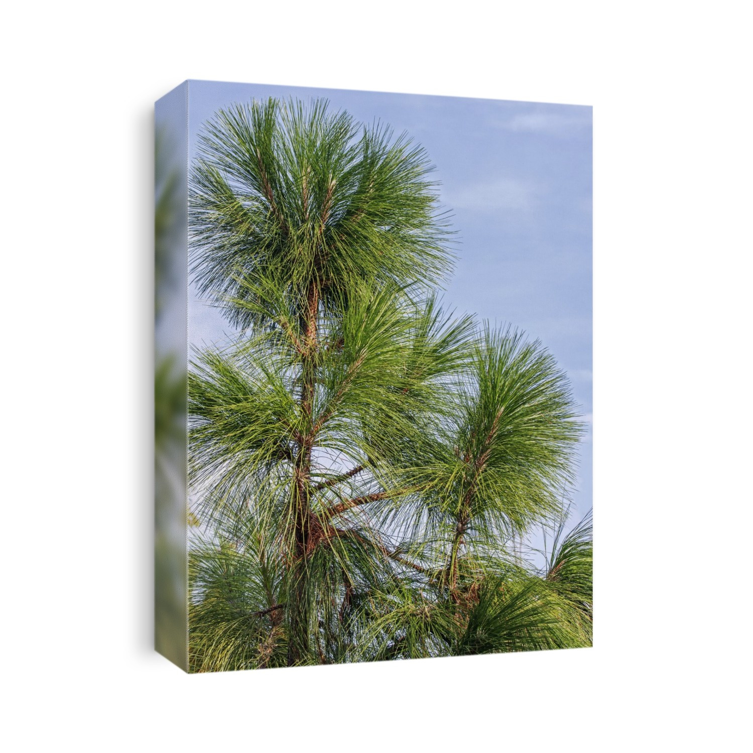 Longleaf pine (Pinus palustris) branches and needles. This tree is also called southern yellow pine.