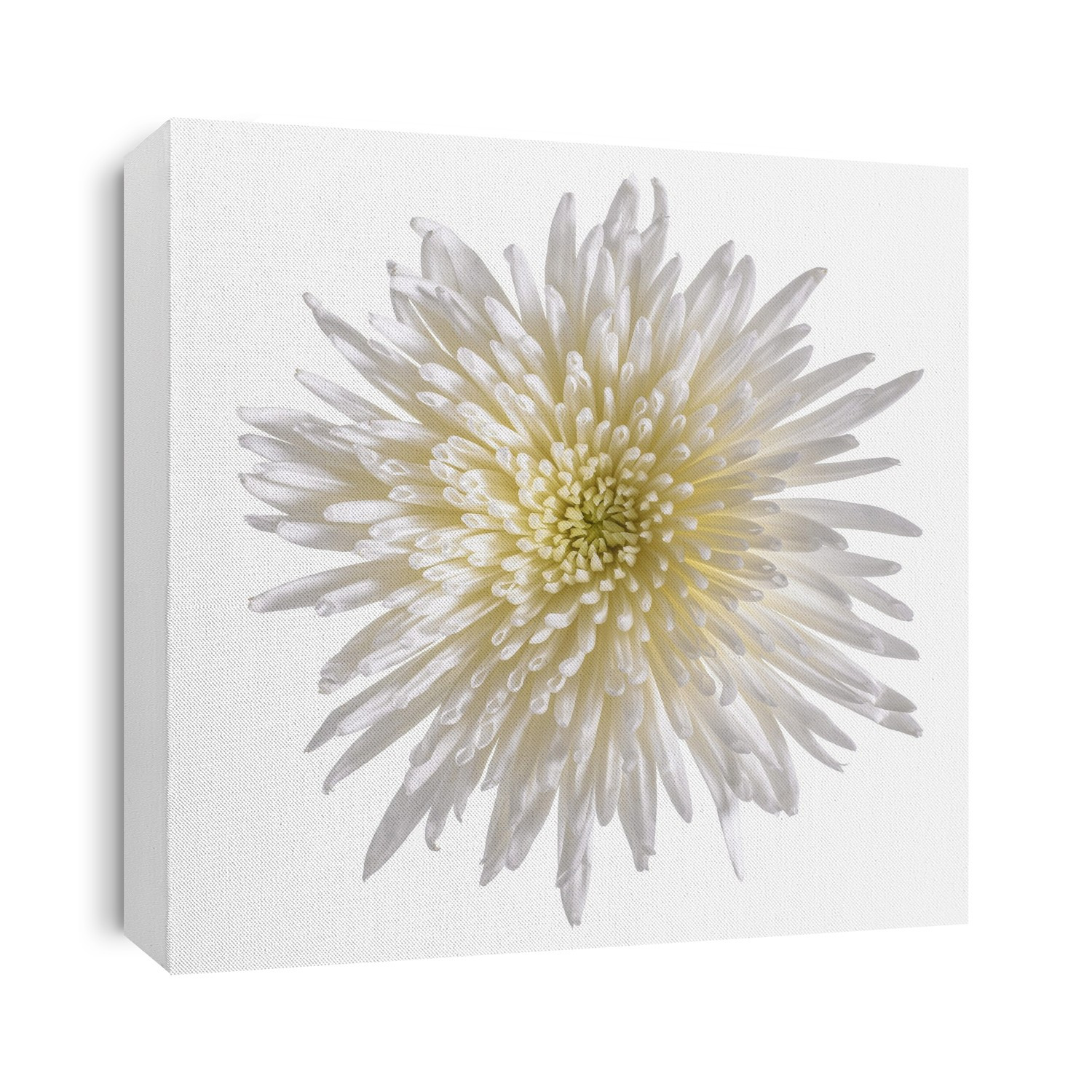 White chrysanthemum flower (Chrysanthemum sp.).