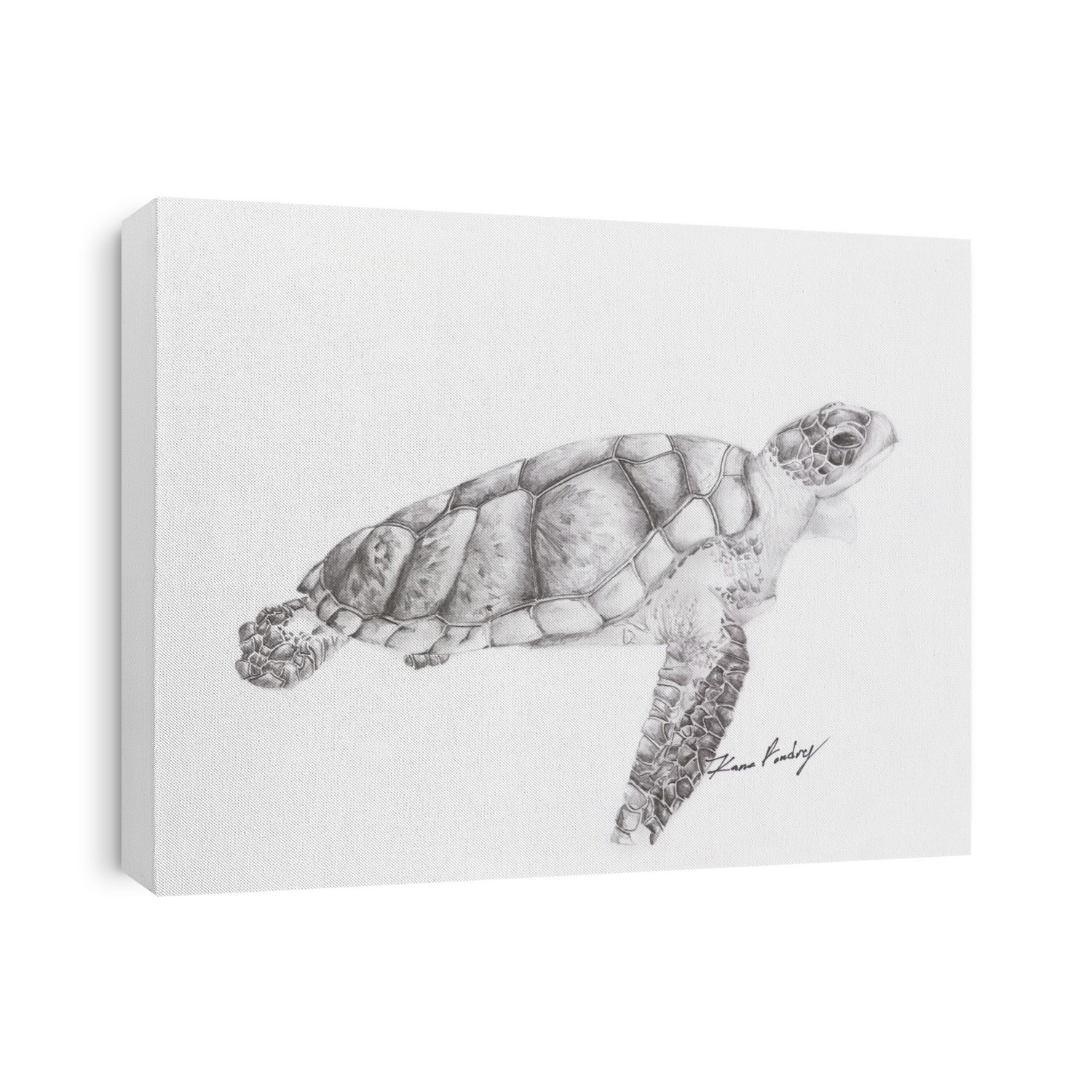 Black and white drawing of a turtle