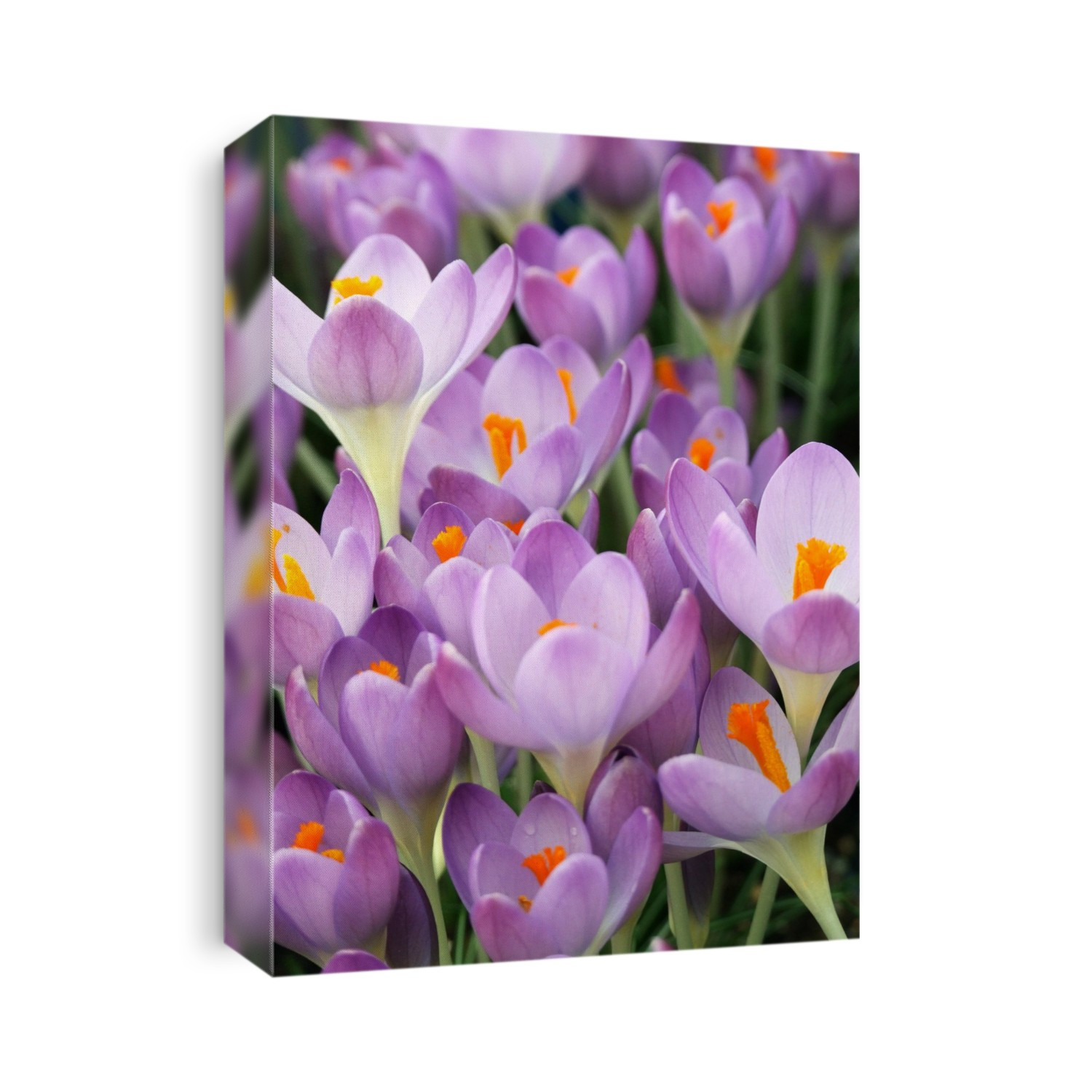 Early crocus flowers (Crocus tommasinianus 'Whitewell Purple').