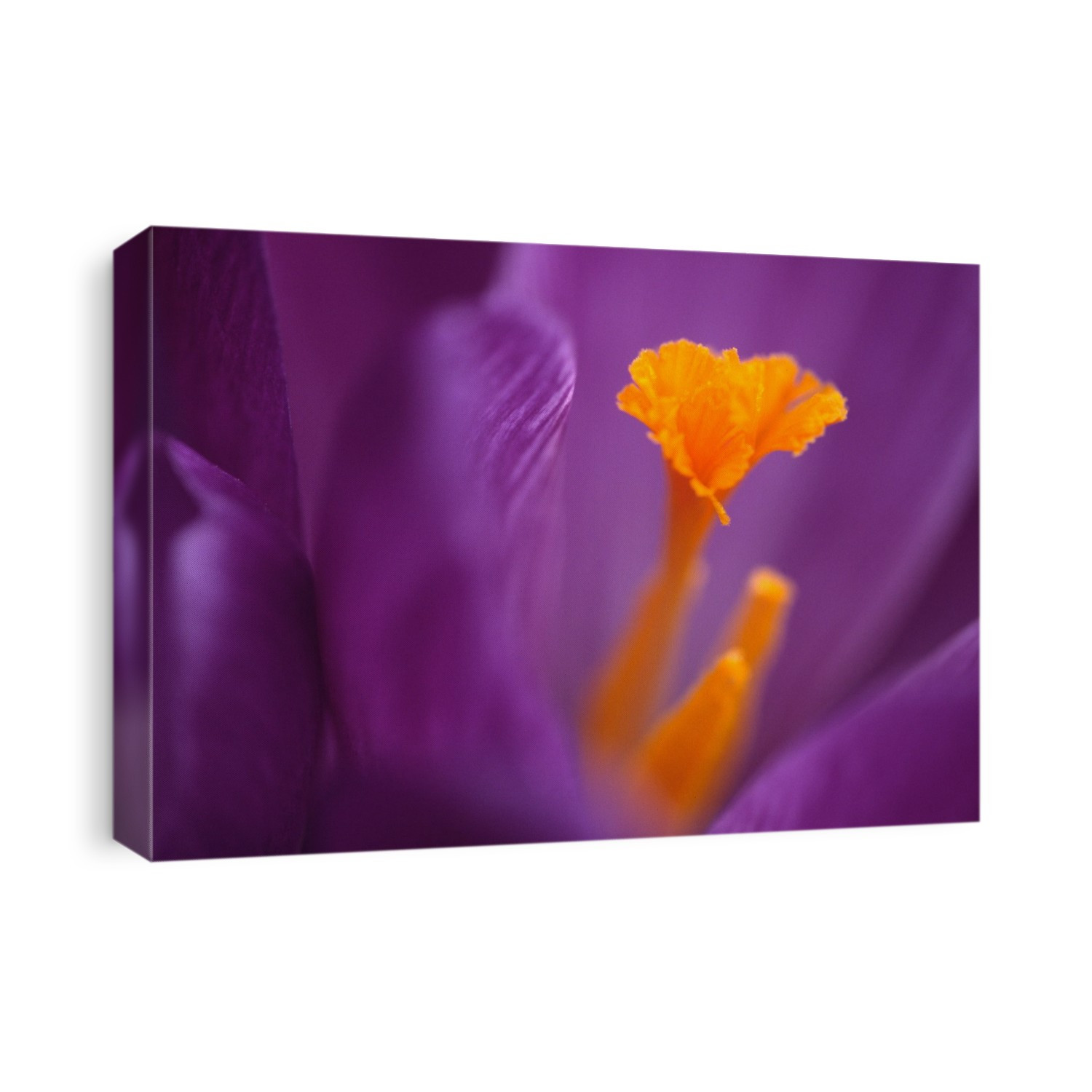 Close-up abstract image of the inside of a purple crocus flower showing the detail and structure of the bright orange-yellow stamens.
