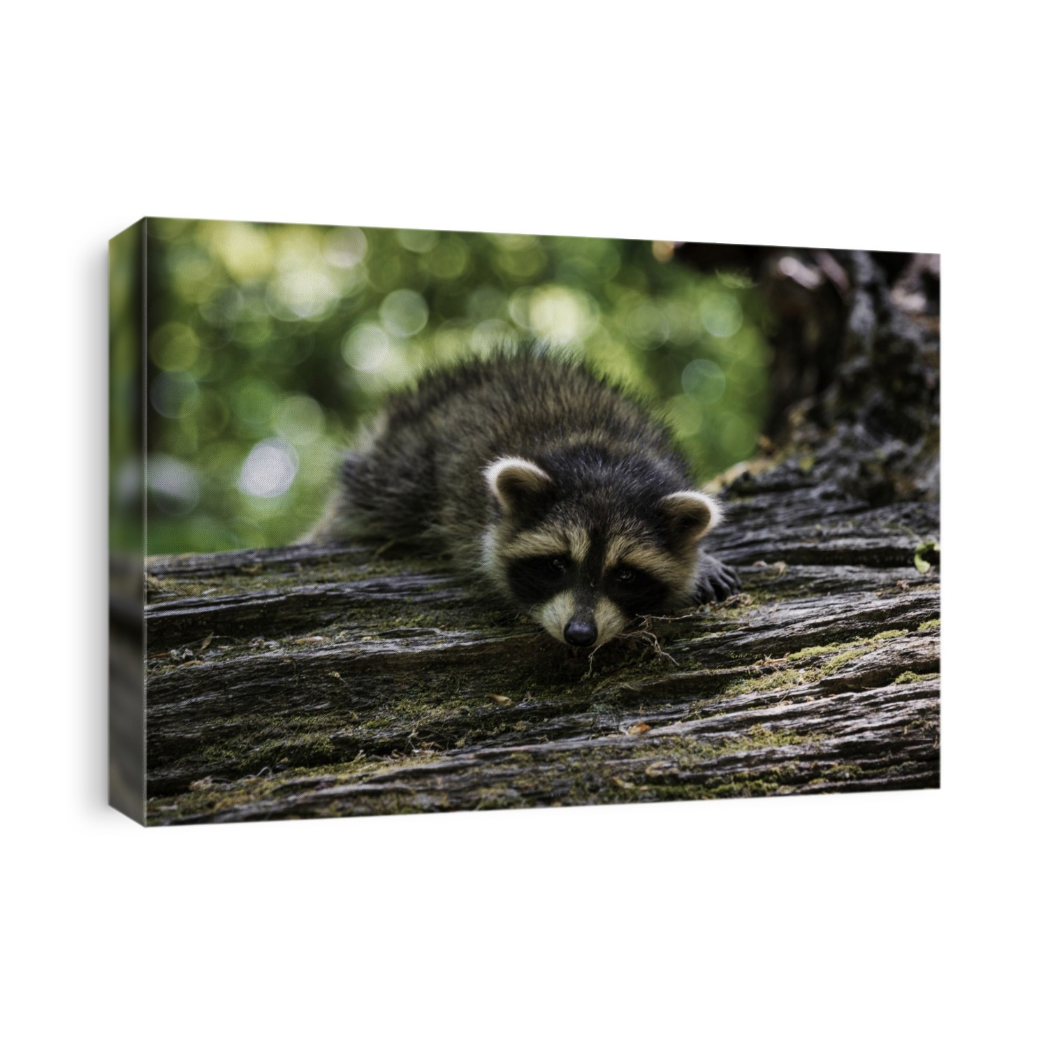 Baby raccoon waking up on a log.