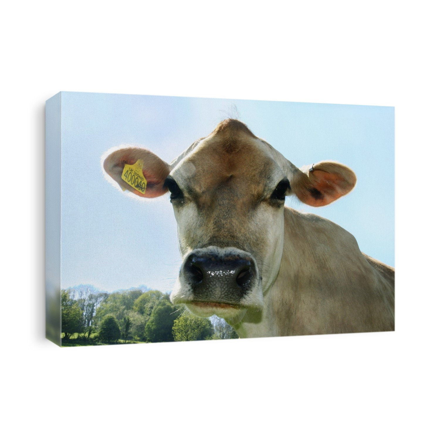 Jersey dairy cow (Bos taurus). Photographed on an organic farm, in the UK.