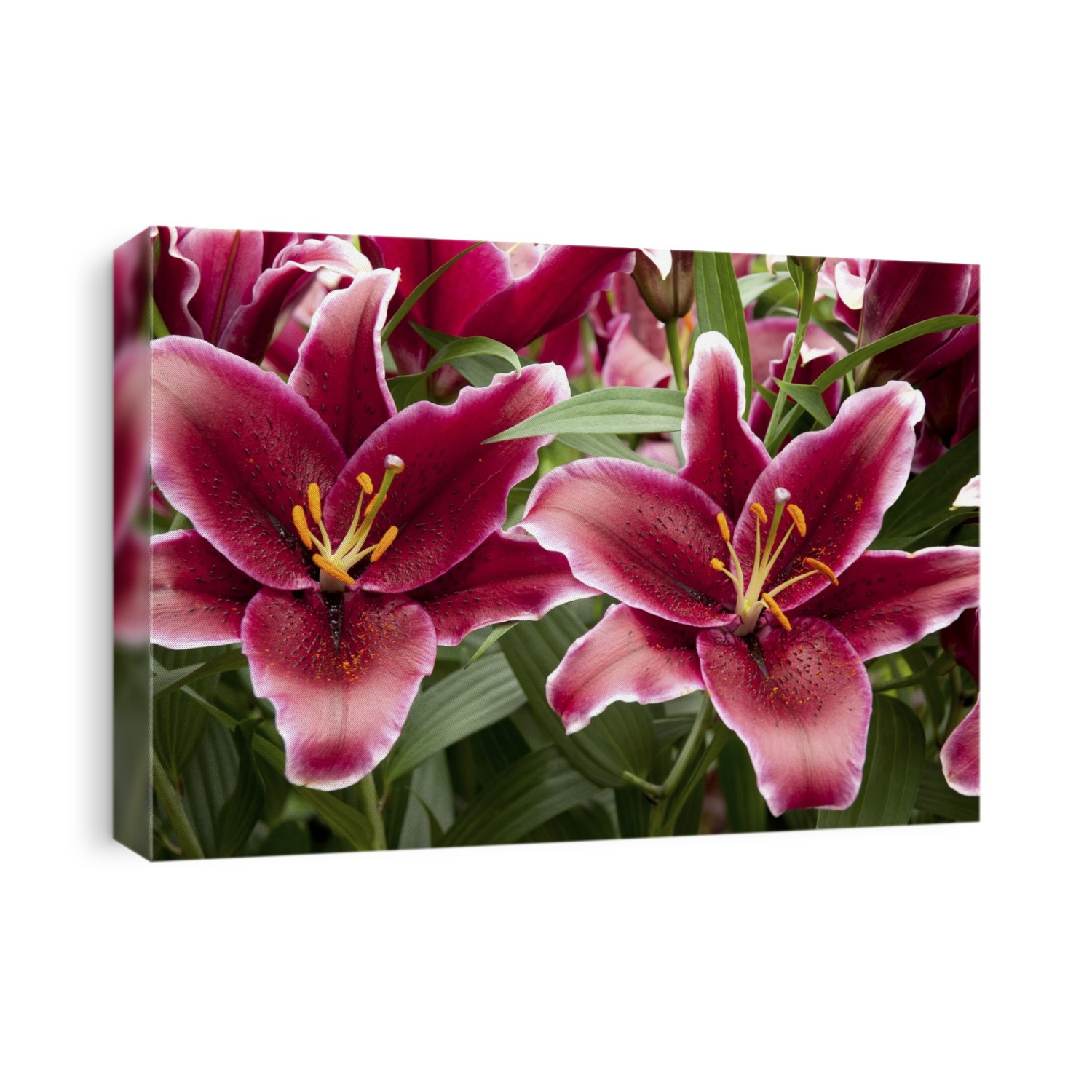 Large red lily flowers.; Longwood Gardens, Pennsylvania.
