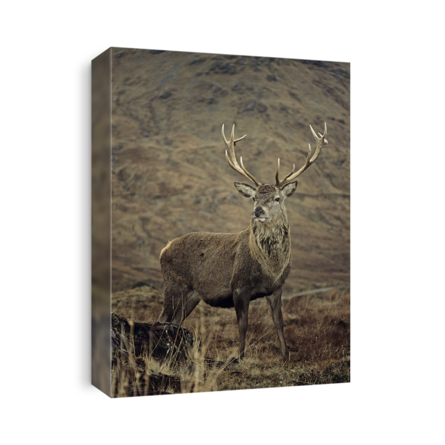 Red deer stag (Cervus elaphus). The red deer is Britain's largest native mammal, with males growing to heights of 1.5 metres to the shoulder. It inhabits woodland and moorland, feeding on grass, but will also eat heather and small shrubs when grass is scarce. Males live in bachelor groups of up to 100 individuals for most of the year, only leaving them during the mating season. Only males have antlers, which are shed and regrown every year. Photographed in January in Glen Garry, West Highlands, Scotland, UK.