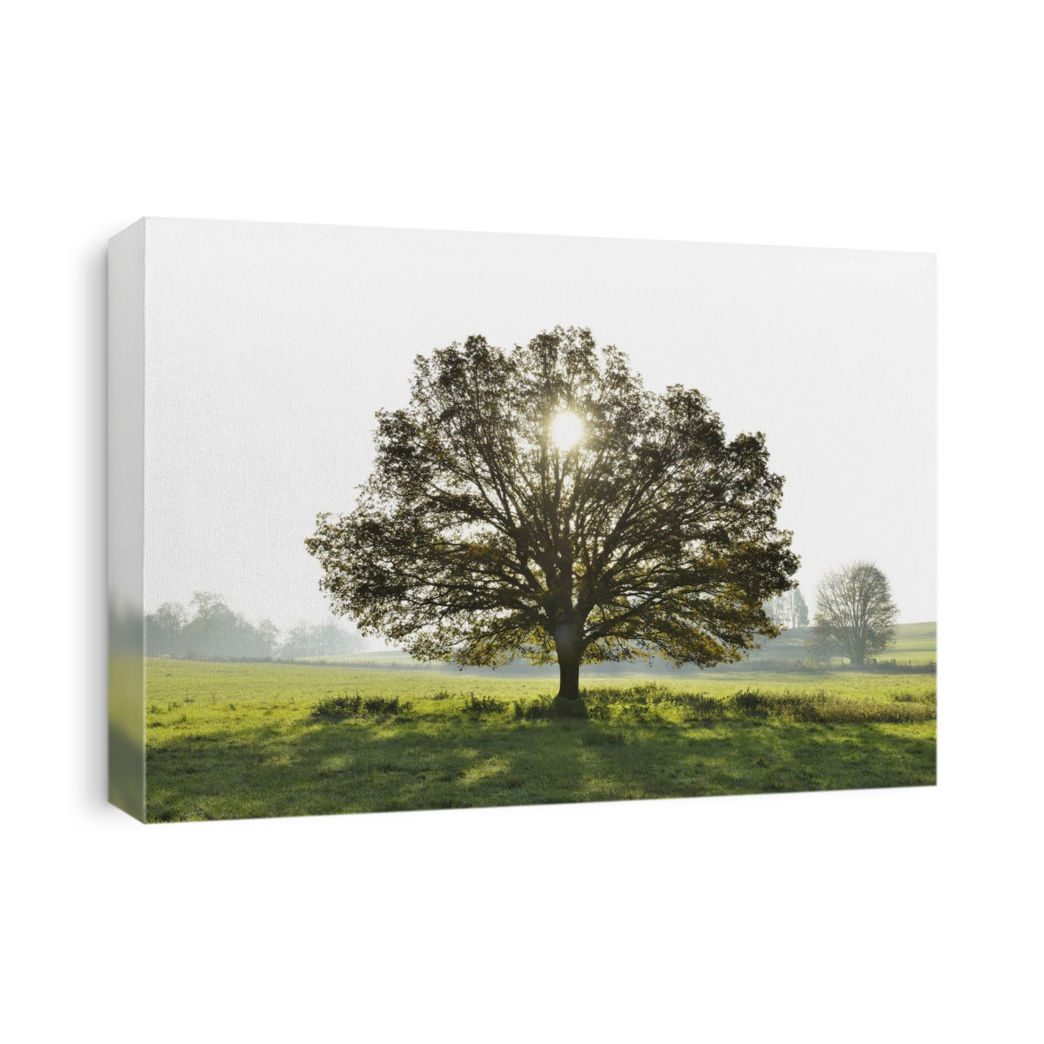 Oak Tree with Sun, Vogelsbergkreis, Hesse, Germany