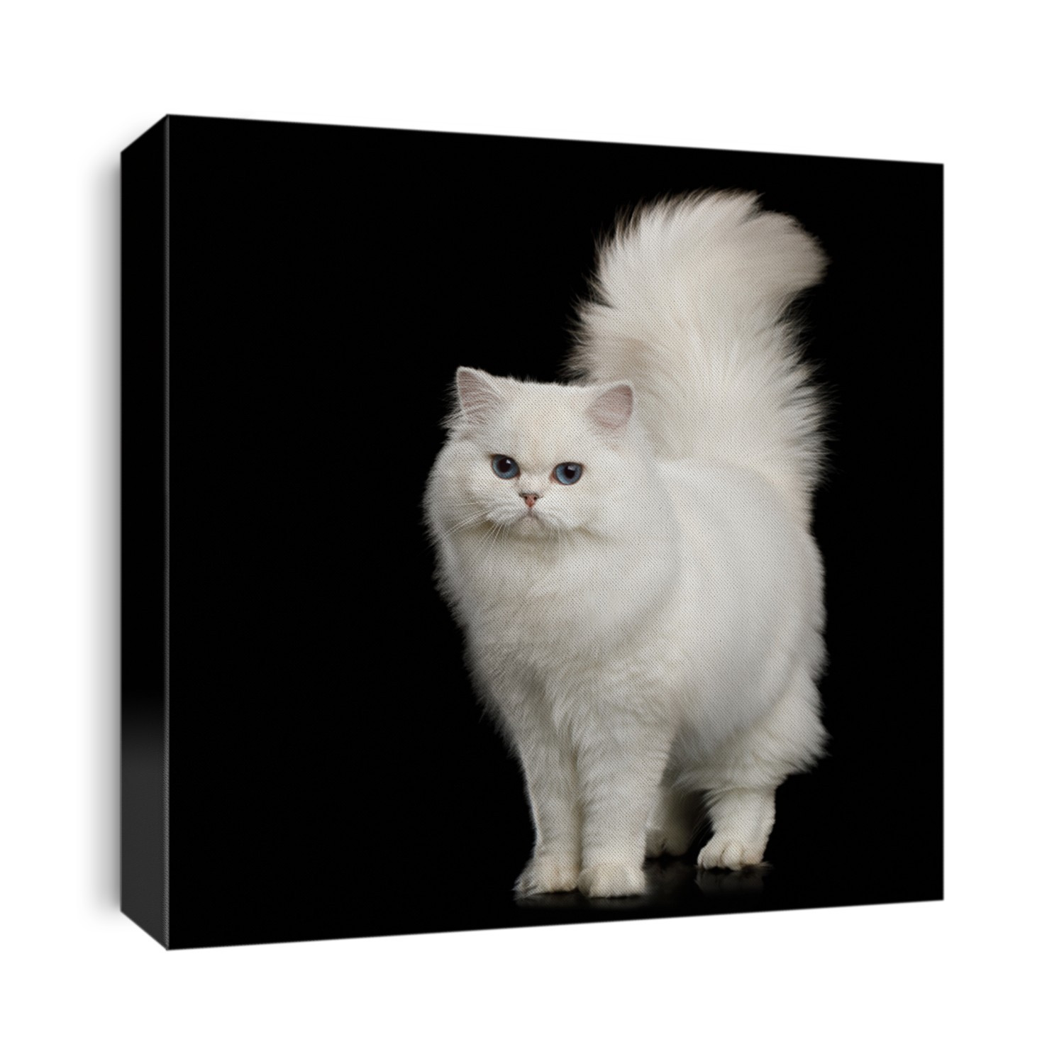 Furry British breed Cat, White color with Blue eyes, Standing with tail up on Isolated Black Background, front view
