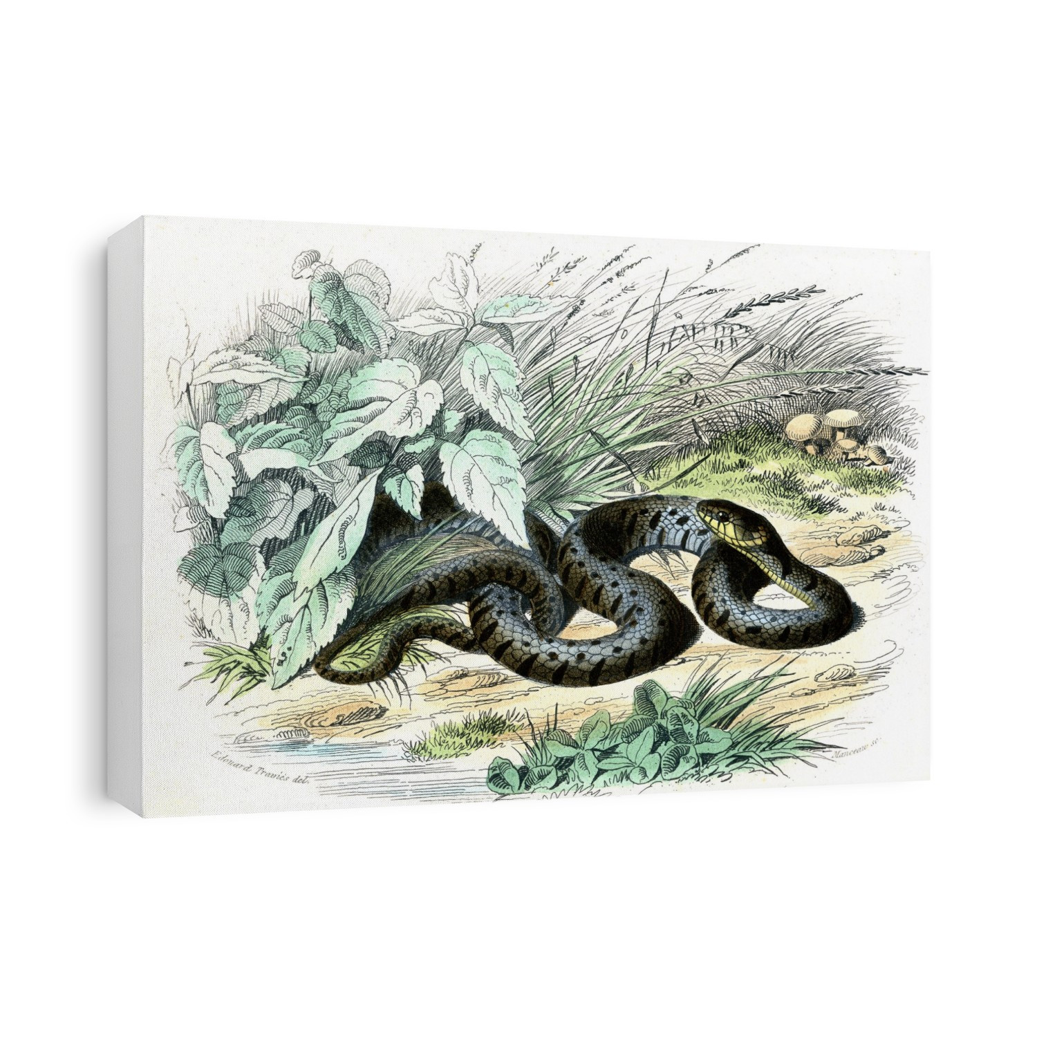 Grass snake (Natrix natrix), 19th-century illustration. This artwork dates from 1857.