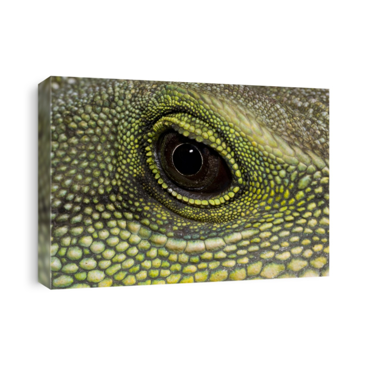 Close-up abstract of the eye and warty skin of a Chinese water dragon (Physignathus cocincinus) at the Long Sutton Wildlife Park in Lincolnshire, UK.