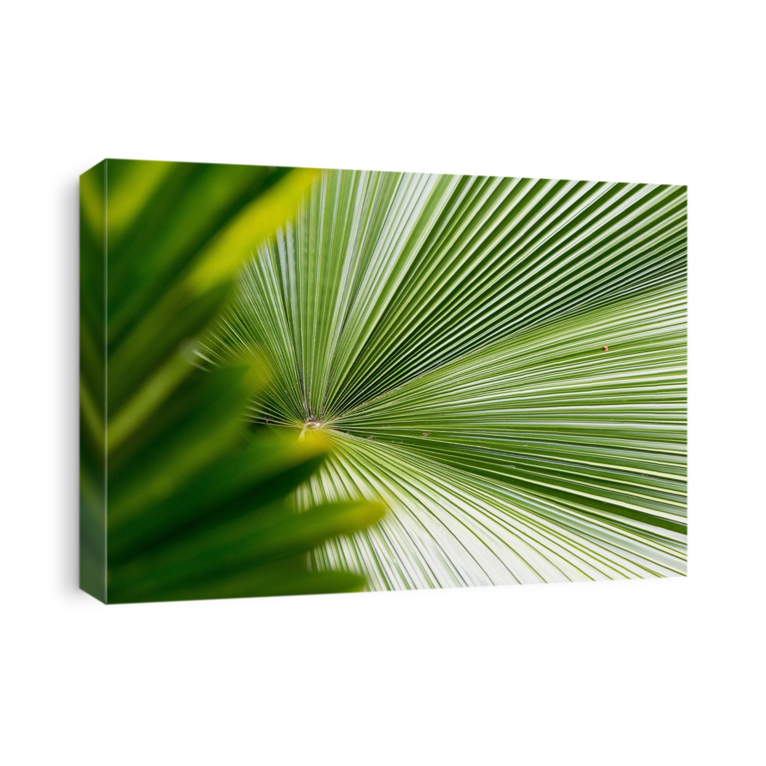 A detail of palm fronds in the tropical botanical gardens of Casa Orquideas.; Costa Rica