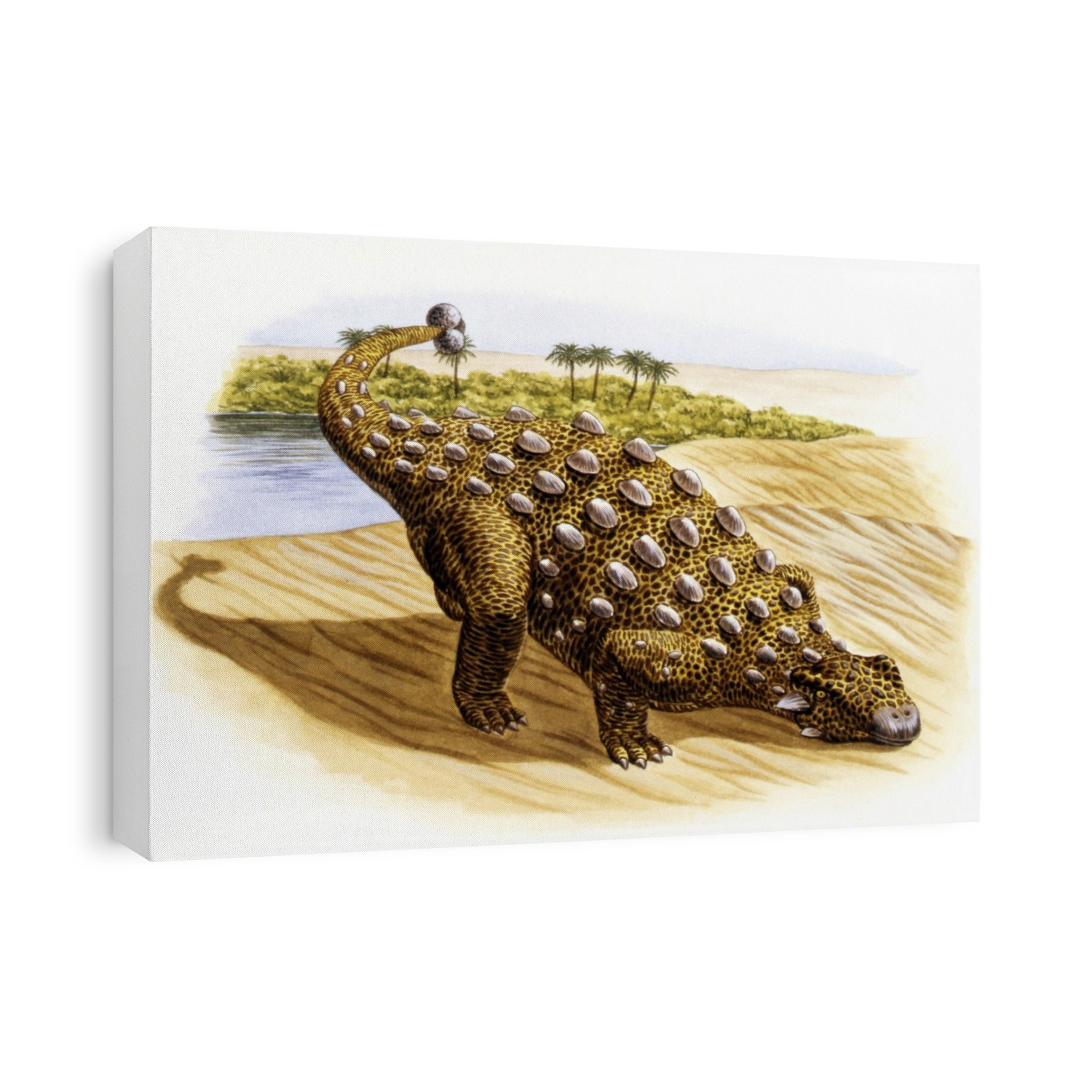 Talarurus dinosaur. Computer illustration of a Talarurus sp. dinosaur by water. This heavily-armoured herbivorous ankylosaur lived during the Late Cretaceous period (around 100 to 66 million years ago), in what is now Mongolia. It is estimated to have grown to around 6 metres long.