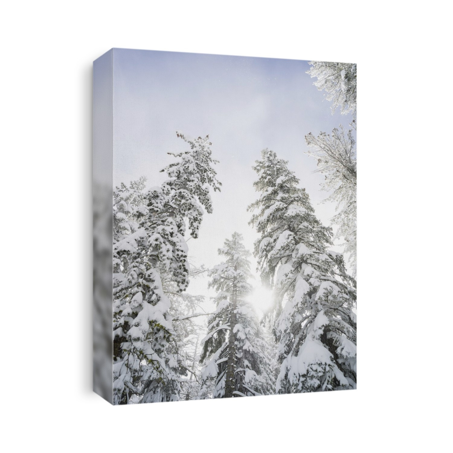 Low angle view of snow covered trees and sunlight glowing through them to a blue sky with cloud