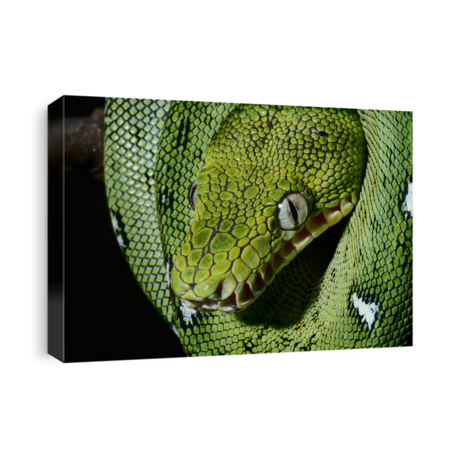 a close-up portrait of an emerald boa in the Bolivian rainforest snake amazon jungle green snake beautiful animal or reptile eye