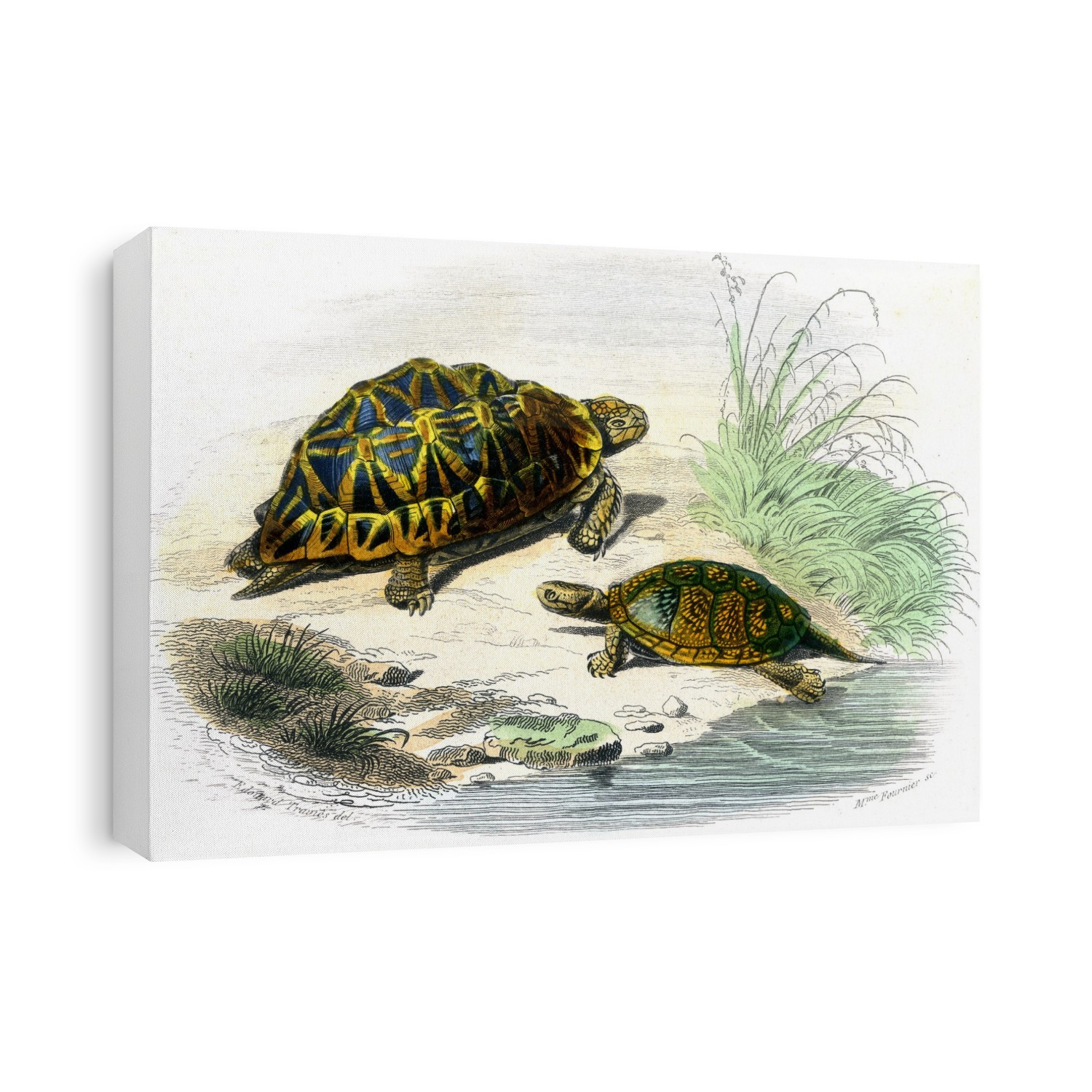 Tortoises, 19th-century illustration. At upper left is a geometric tortoise (Testudo geometrica). At lower right is an elongated tortoise (Indotestudo elongata). This artwork dates from 1857.