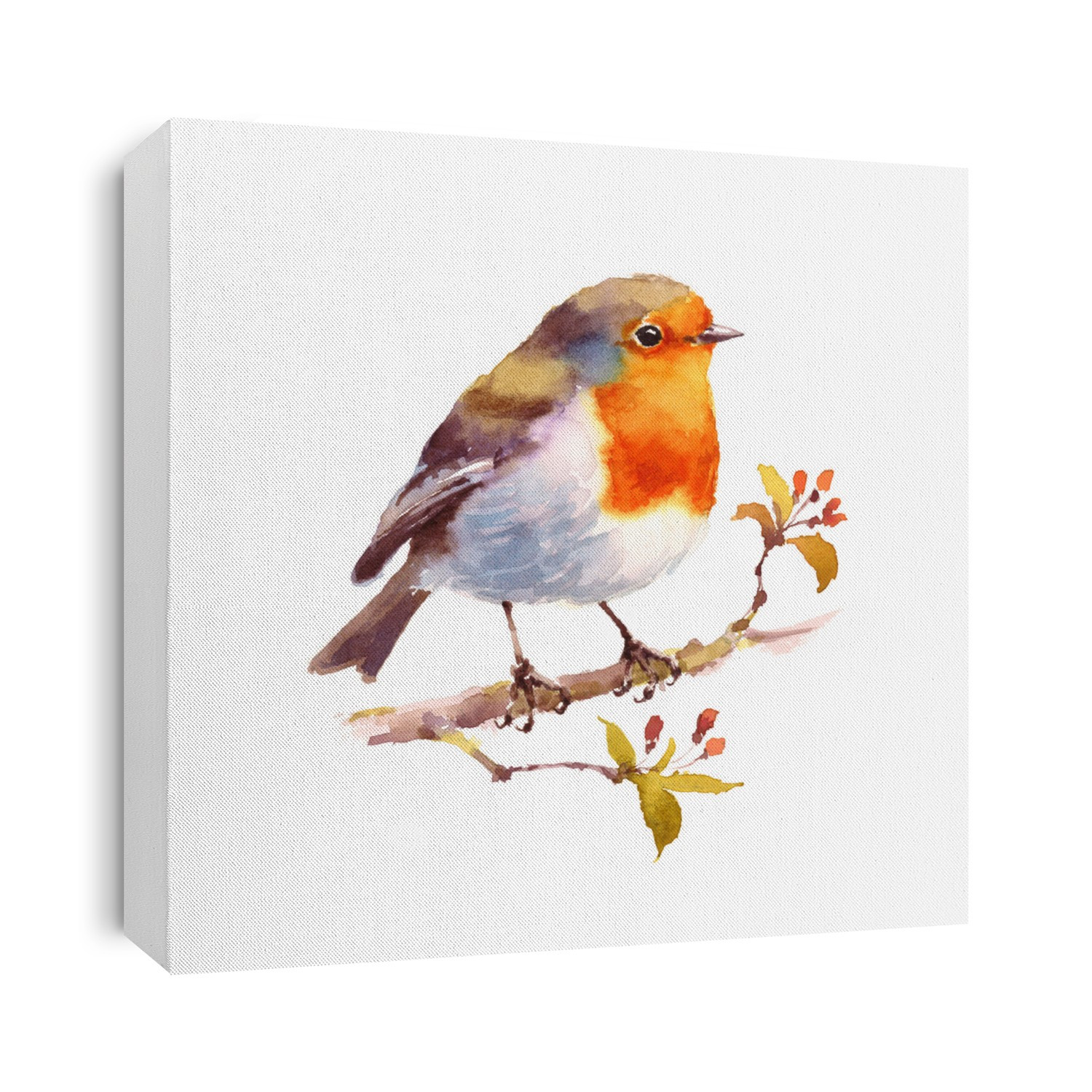 Watercolor Bird Robin on the Branch Hand Drawn Illustration isolated on white background