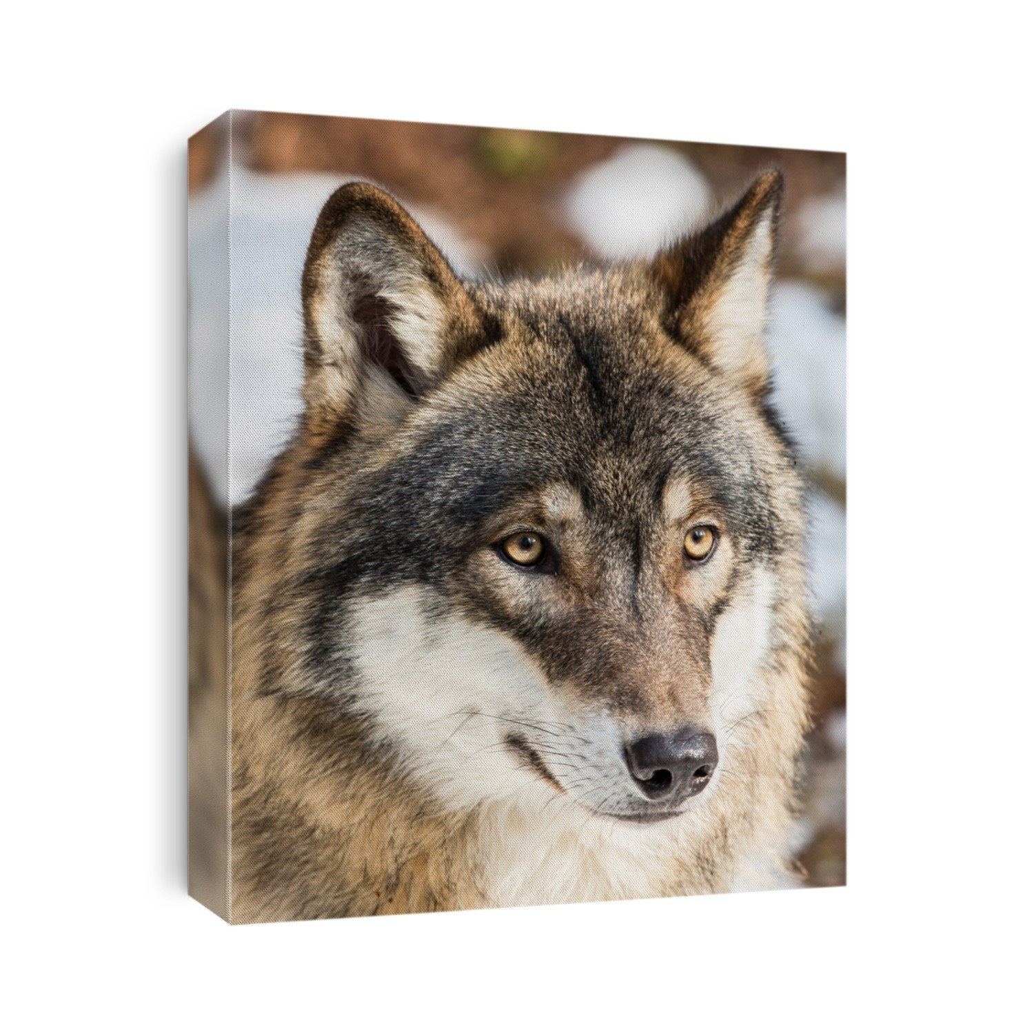 Portrait of the wild grey wolf. Wolf looking to the right. Big dark yellow eyes. Blurred background