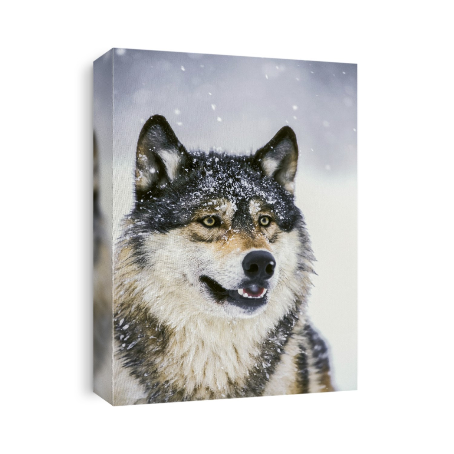 Wolf Portrait Captive Winter