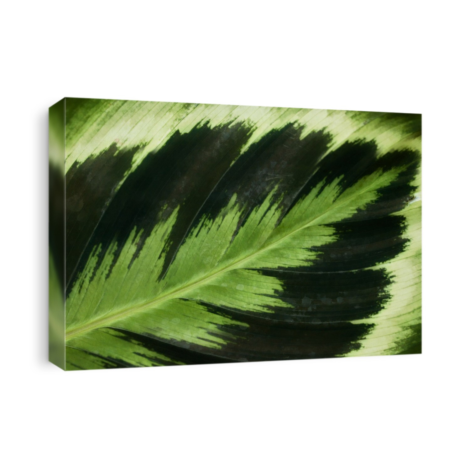 Maranta leaf (Maranta sp.).