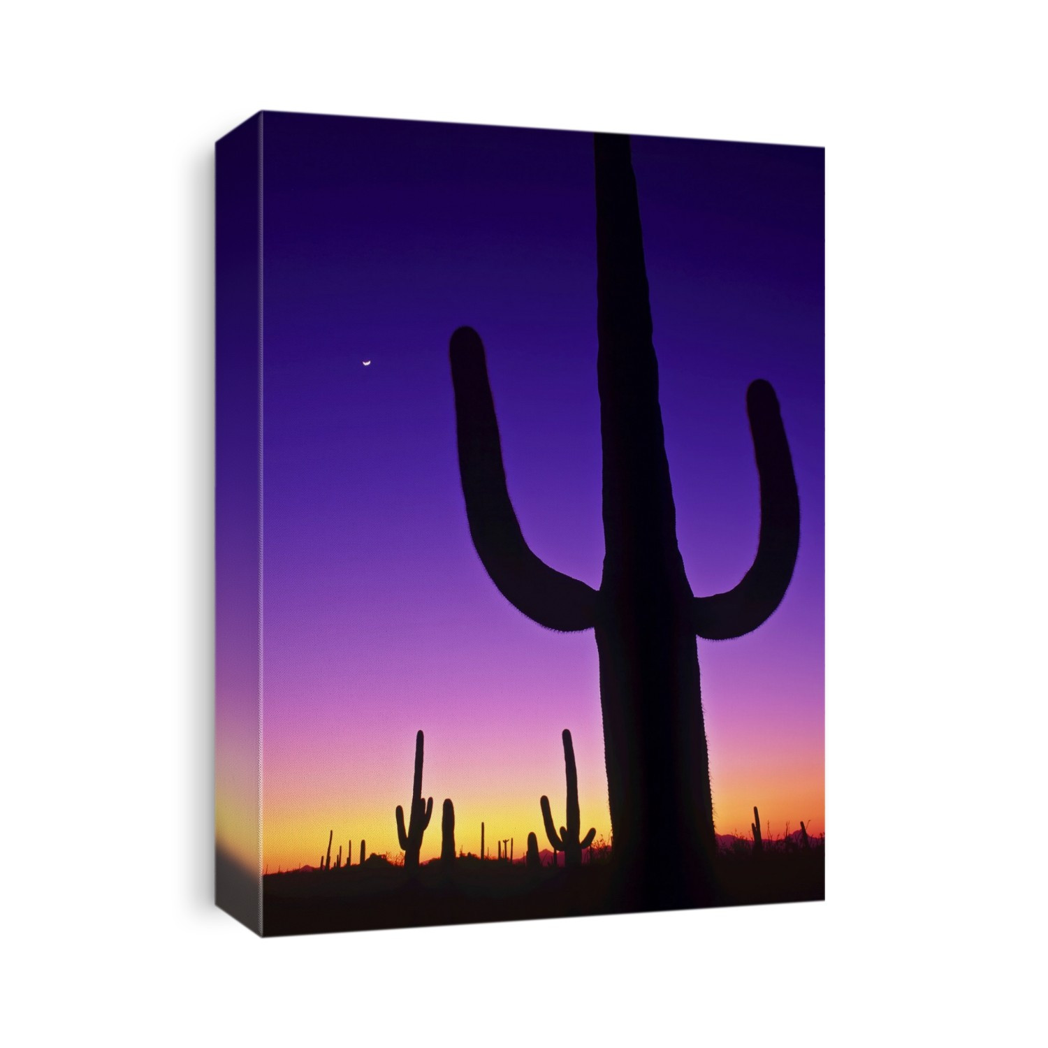 Sonoran desert at twilight with saguaro cacti and crescent moon.