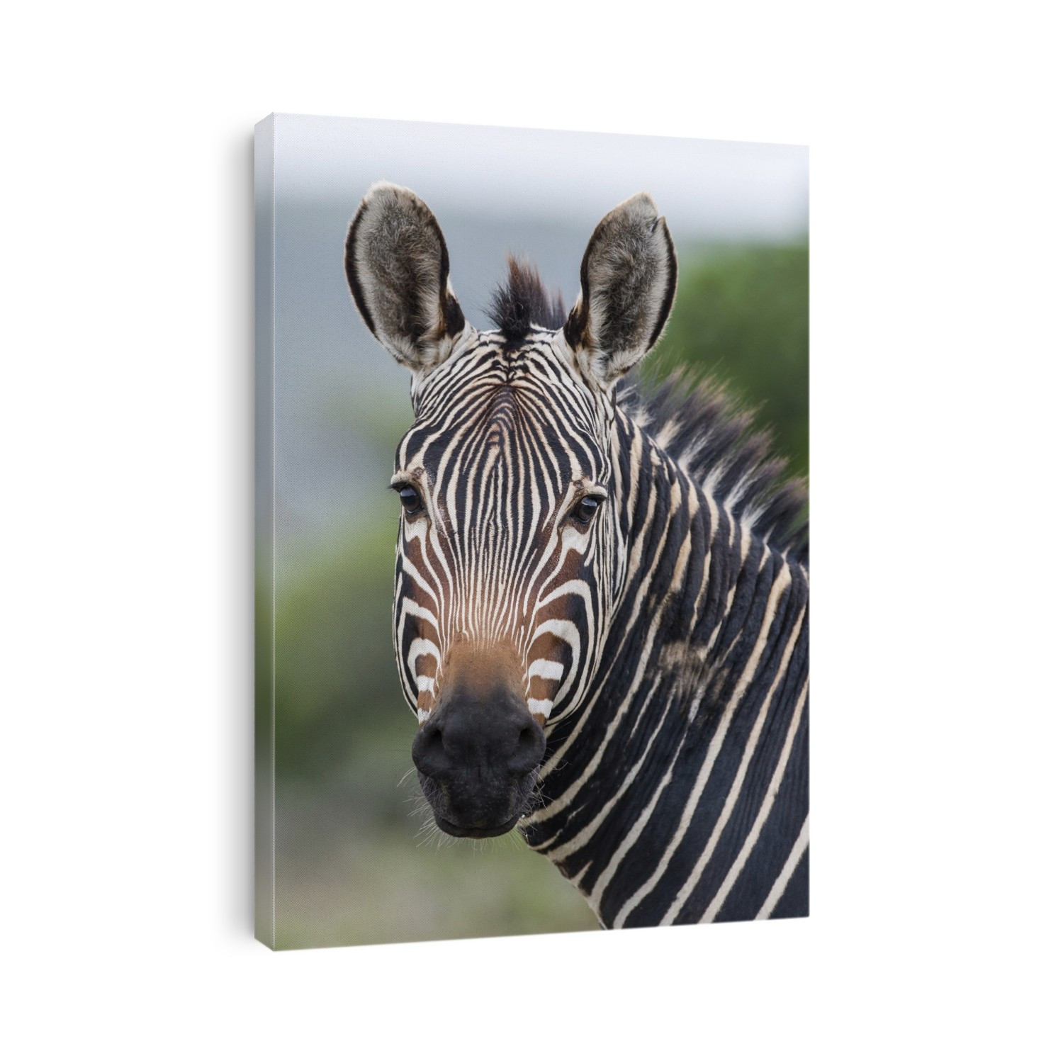 Portrait of a Cape Mountain Zebra stallion (Equus zebra zebra). Photographed at the De Hoop Nature Reserve and Marine Protected Area, Western Cape, South Africa.