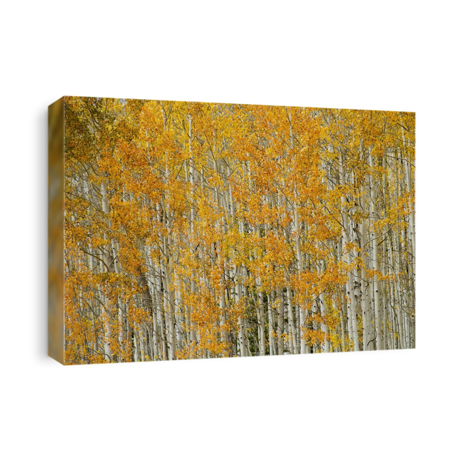 Yellow Aspen trees at the peak of fall colours; Colorado, United States of America
