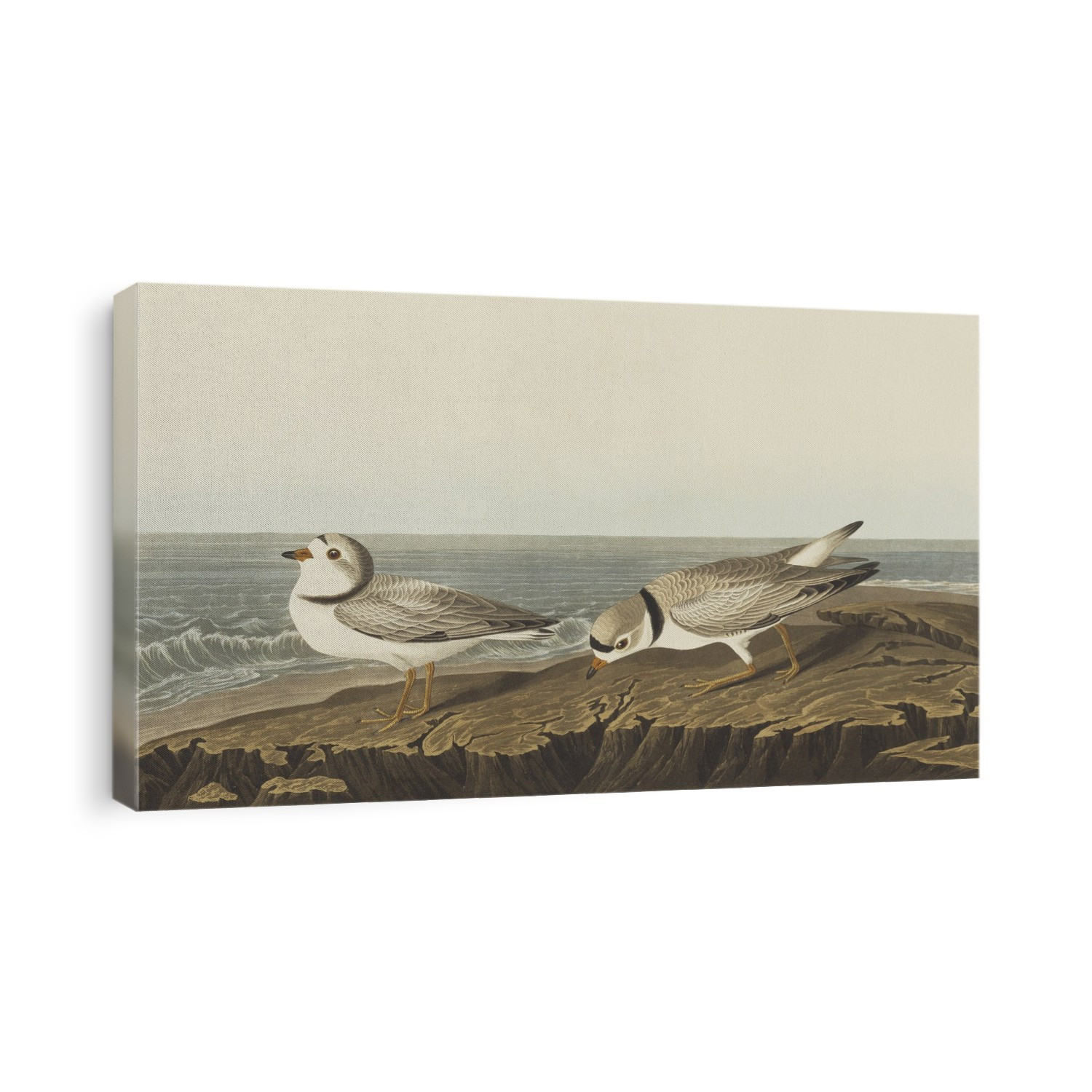 Piping plover (Charadrius melodus). Illustration from John James Audubon's 'Birds of America', original double elephant folio (1834-35), hand-coloured aquatint.