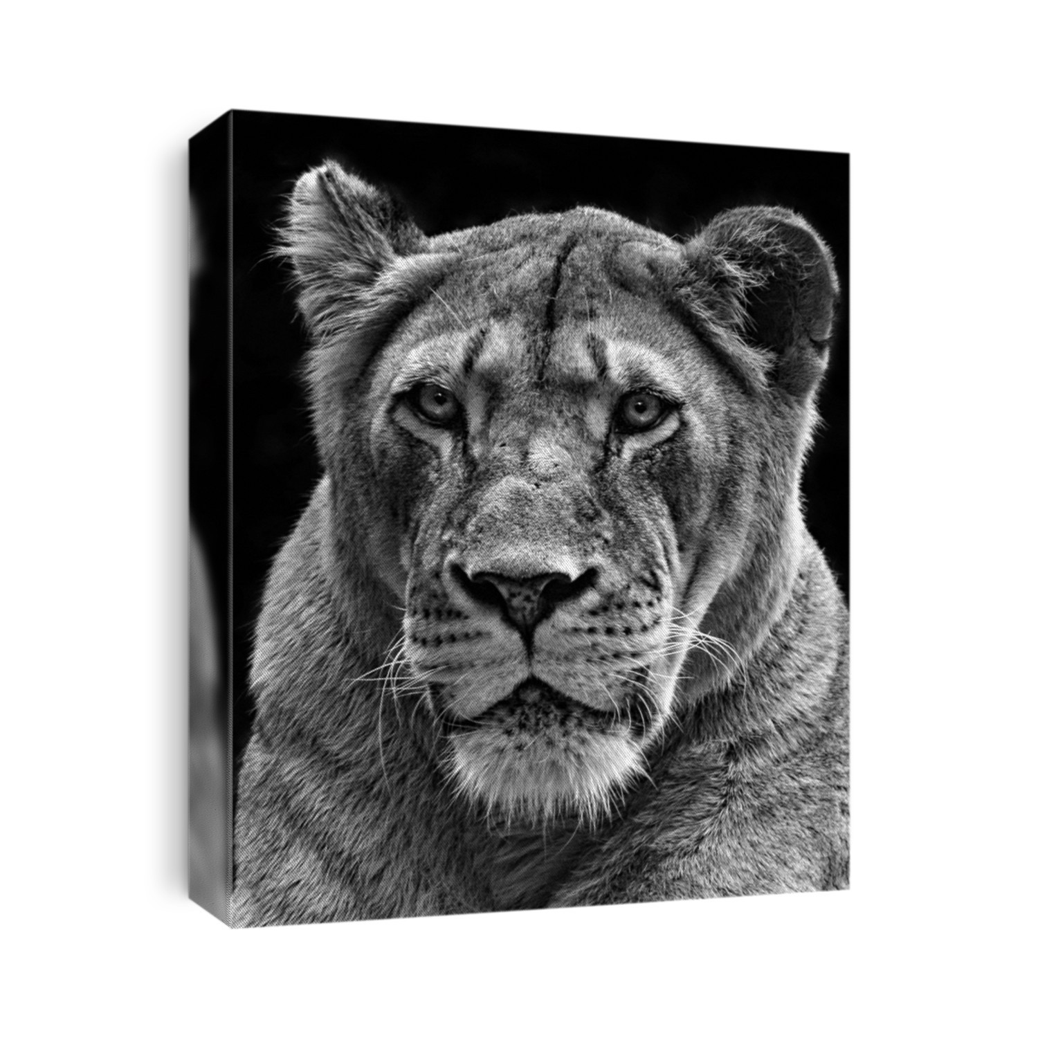 majestic lioness portrait in black and white. 