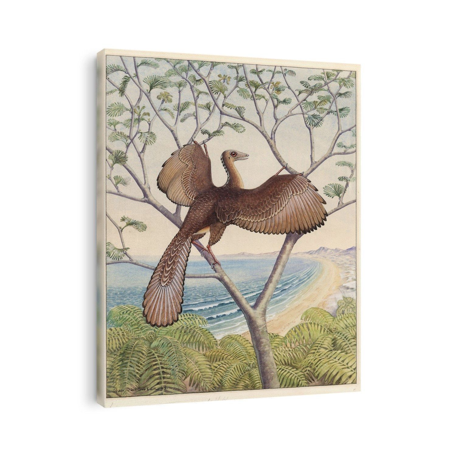 Archaeopteryx dinosaur. Artwork of an Archaeopteryx, the first bird, which resembled a flying reptile with feathers. This small animal lived in the late Jurassic period of around 130 million years ago. Archaeopteryx, seen as the link between reptiles and birds, had many of the features of a small dinosaur with the addition of feathers and combined reptilian and bird-like claws on its wings. It was about the size of a crow.