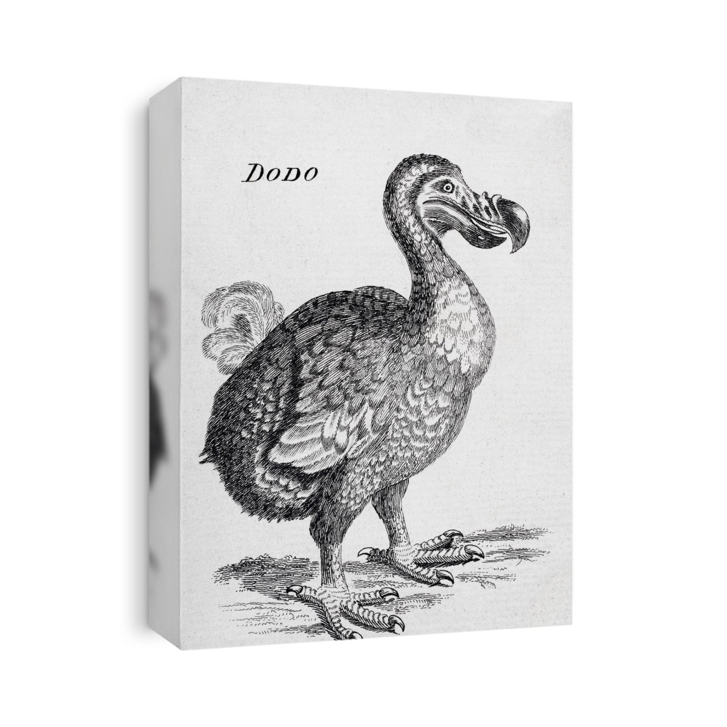 18Th Century Drawing Of The Now Extinct Dodo Bird Of Mauritius Raphus Cucullatus