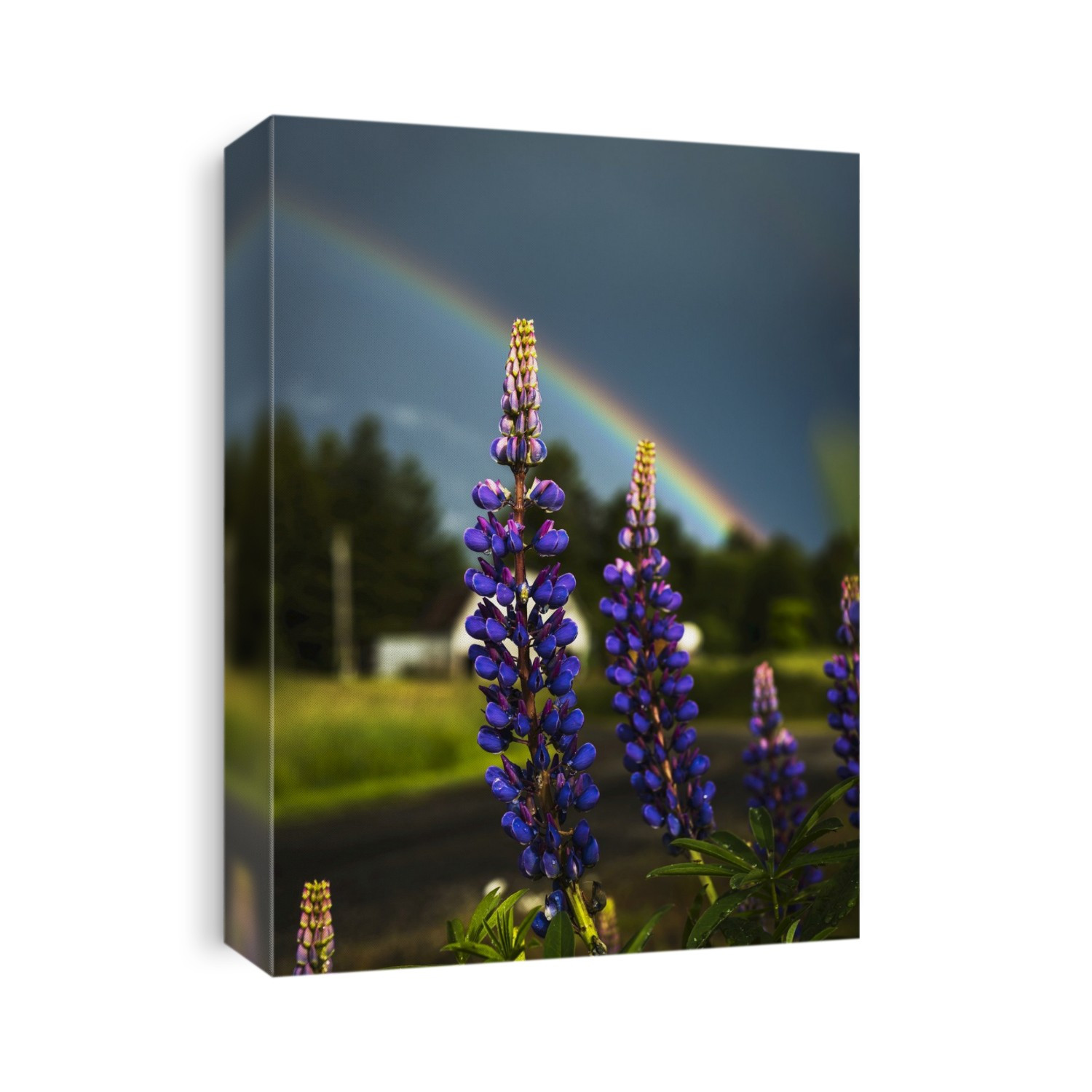 A Rainbow Arcs Over Lupine Blossom; Astoria, Oregon, United States Of America