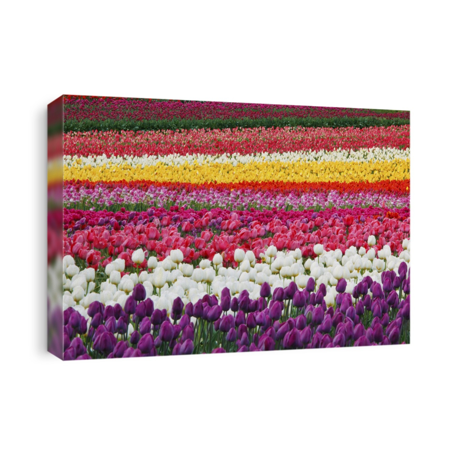 An abundance of vibrant coloured tulips in bloom in a field, Wooden Shoe Tulip Farm; Oregon, United States of America