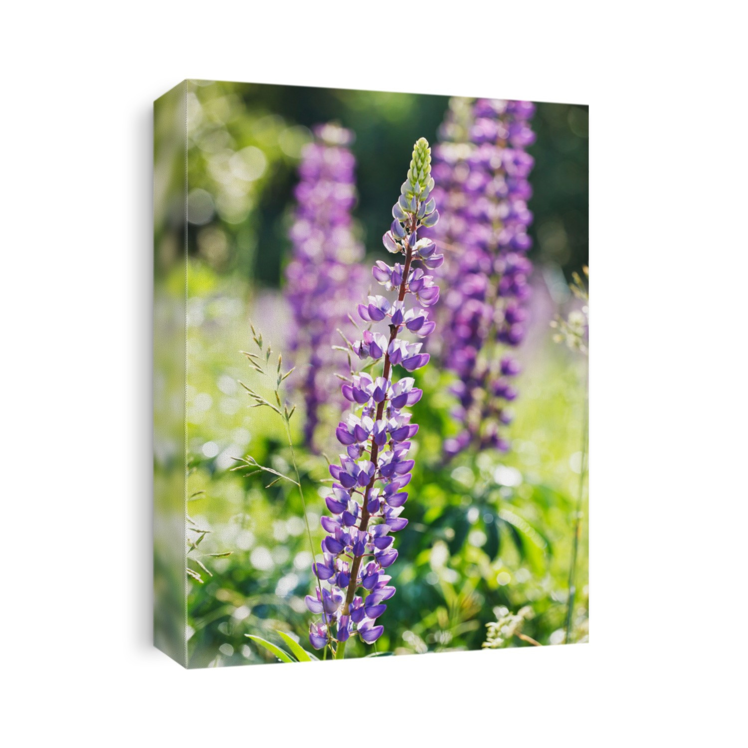 Wild lupines