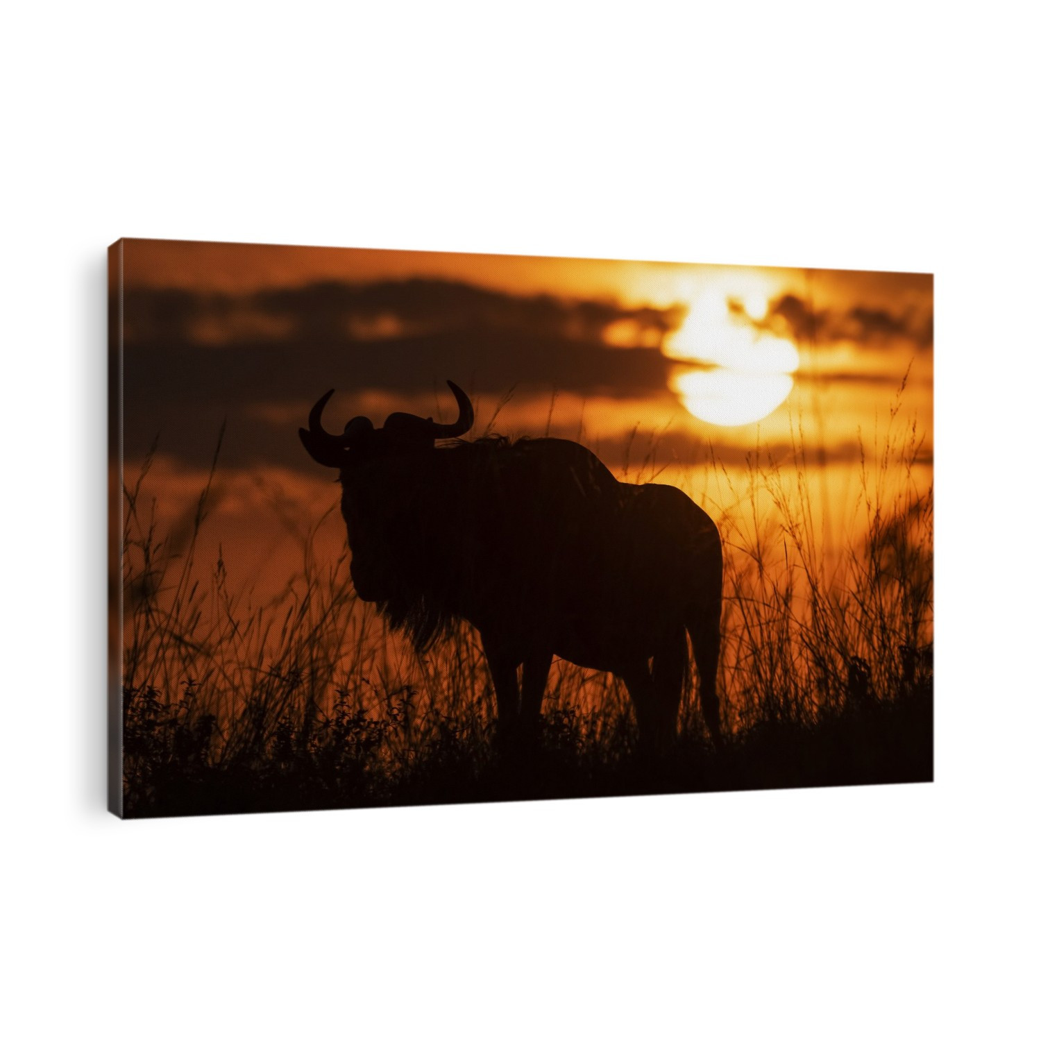 Silhouette of blue wildebeest (Connochaetes taurinus) against sunset sky, Cottar's 1920s Safari Camp, Maasai Mara National Reserve; Kenya