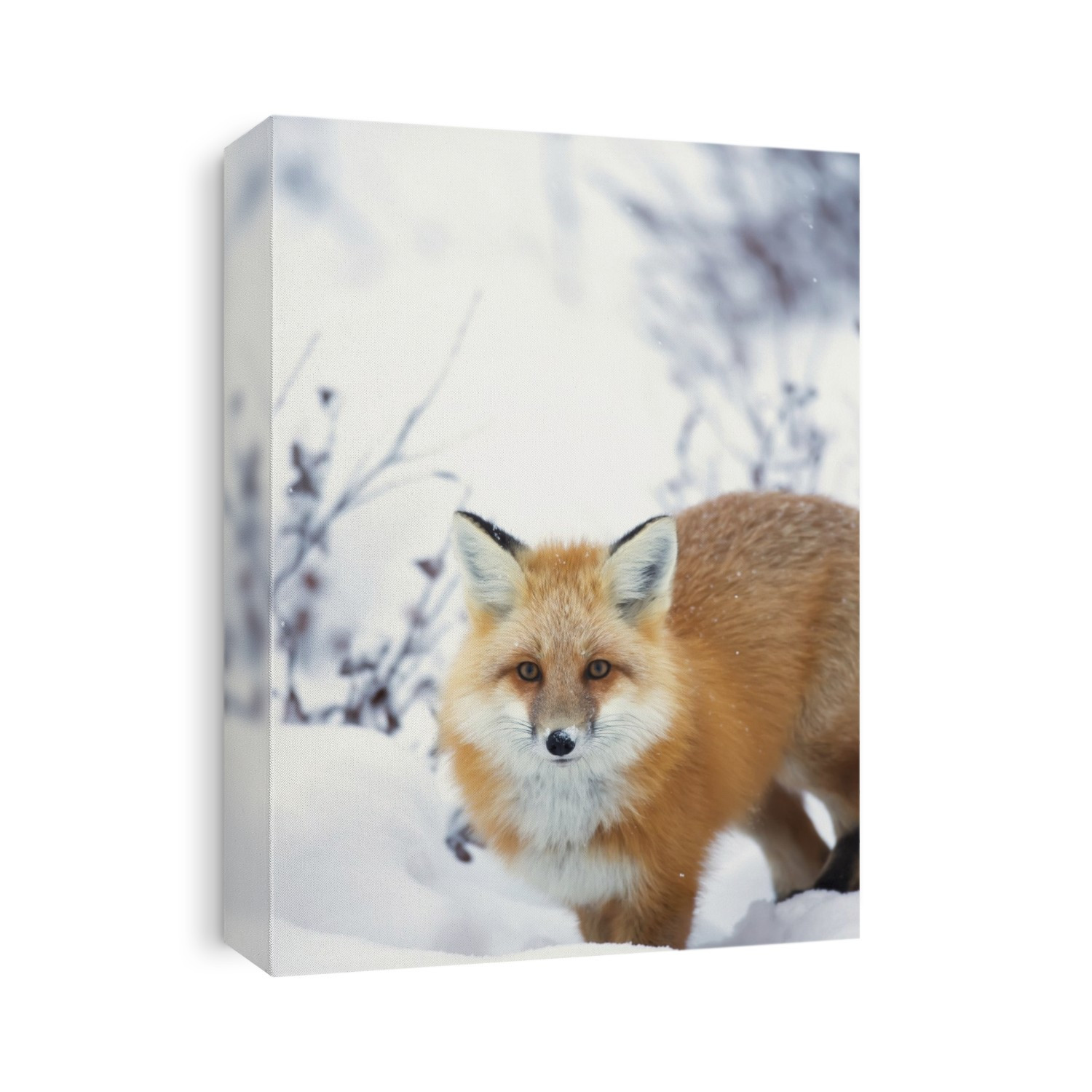 Red fox (vulpes vulpes) in the snow along the shores of the hudson's bay; Churchill manitoba canada