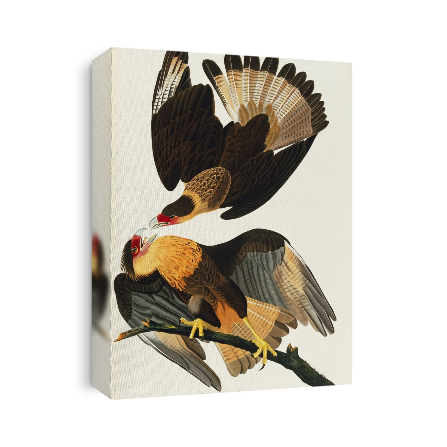 Crested caracara (Caracara cheriwa). Illustration from John James Audubon's 'Birds of America', original double elephant folio (1831-34), hand-coloured aquatint.